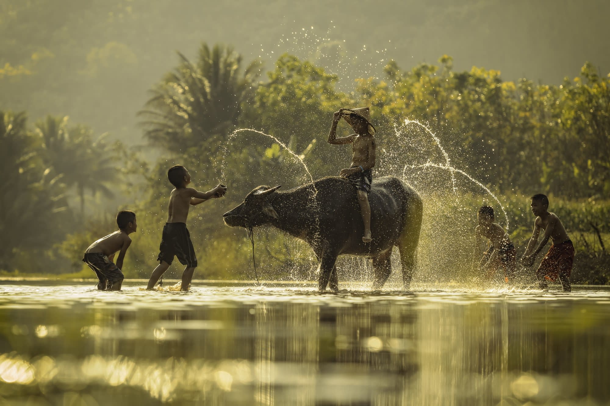 Große Thailand Mietwagenreise ab Bangkok: Thailand Wasserbueffel