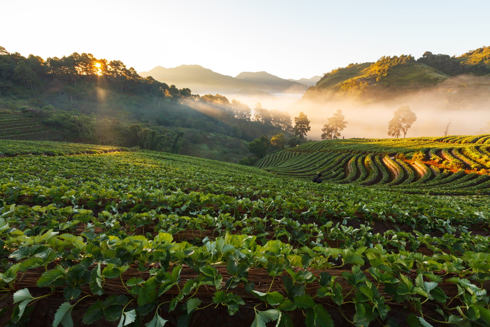 Mietwagenreise Goldenes Dreieck ab Chiang Mai: Thailand Doi Angkhang Erdbeerfeld