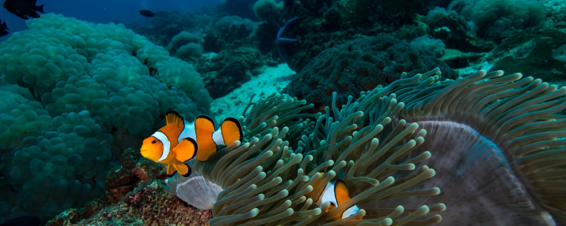 Inselhüpfen Südthailand ab Krabi: Thailand Unterwasserwelt Clownfisch