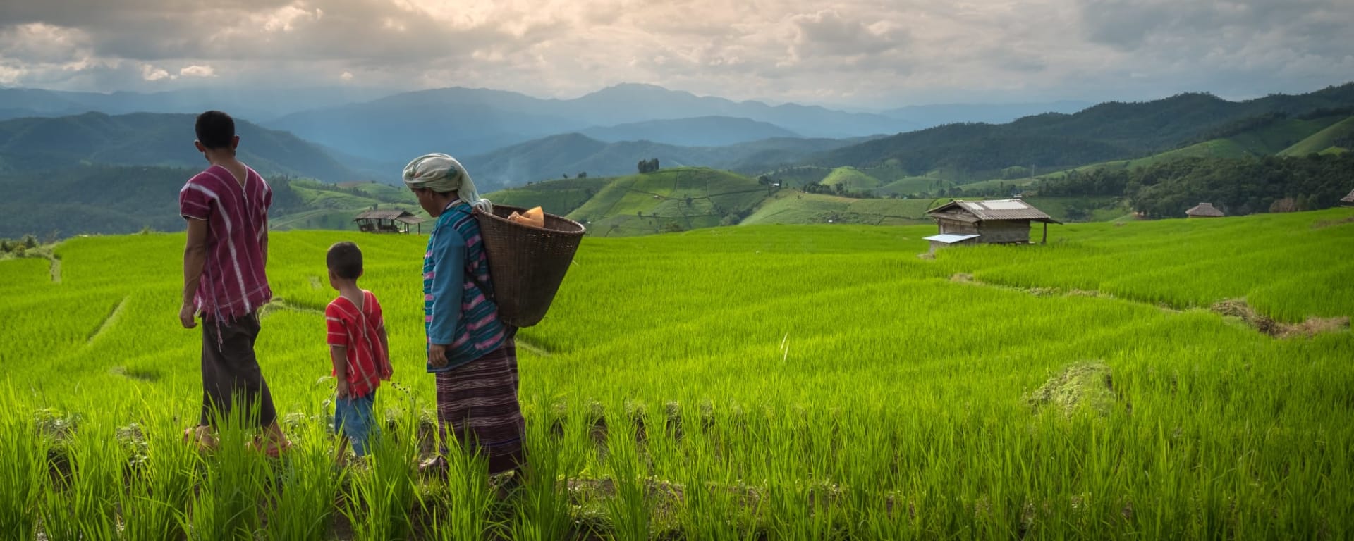 Von Nord-Thailand nach Laos auf dem Mekong ab Chiang Mai: Thailand Chiang Mai Reisfeld