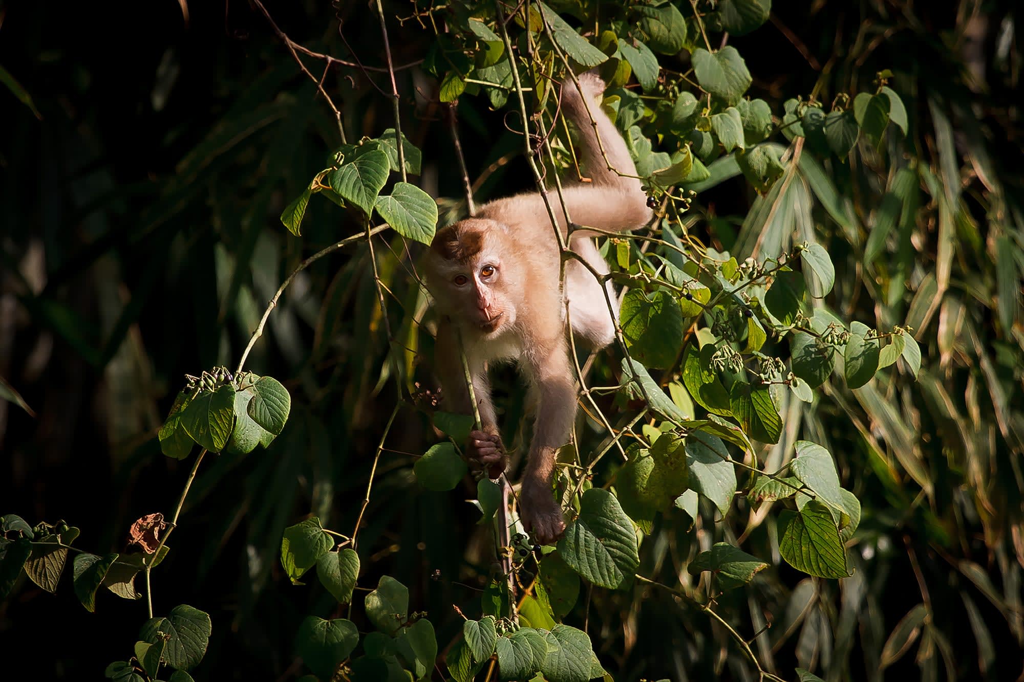 Kurz-Safari The Elephant Hills Camp ab Phuket: Thailand Khao Sok Nationalpark