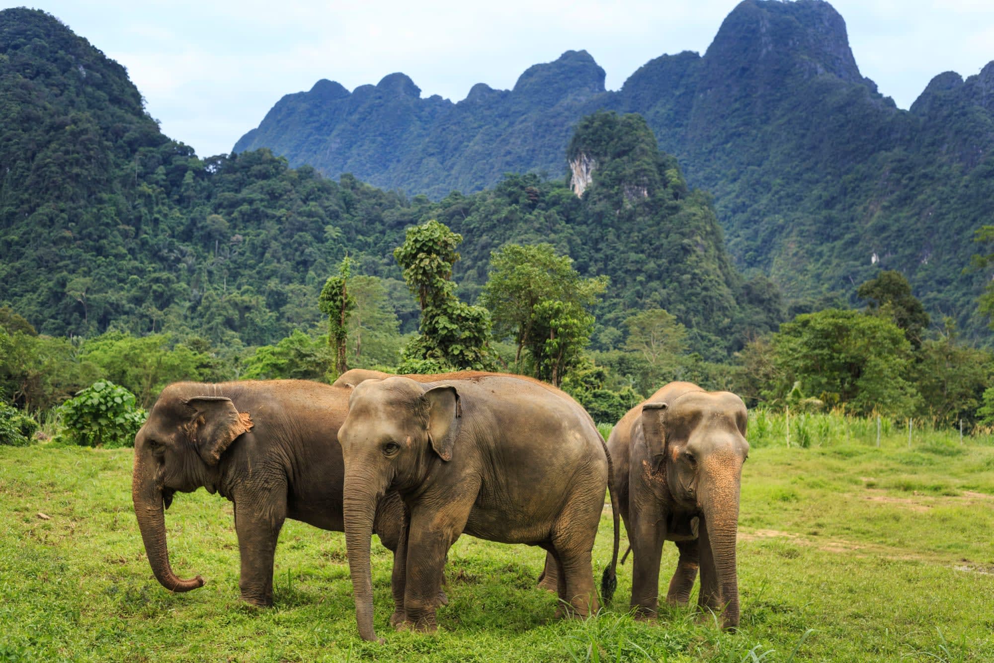 Kurz-Safari The Elephant Hills Camp ab Phuket: Thailand Khao Sok Nationalpark Elephant Hills Camp