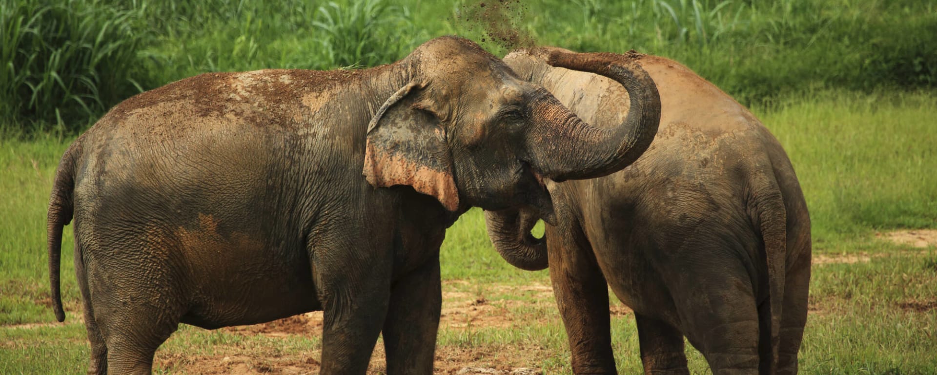 Naturerlebnis-Safari The Elephant Hills Camp ab Phuket: Thailand Khao Sok Nationalpark Elephant Hills Camp