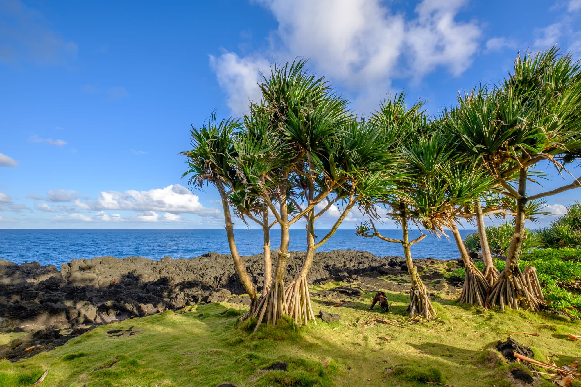 La Réunion mit dem Rad ab Küstenregion: Reunion Südküste Bäume und Meer