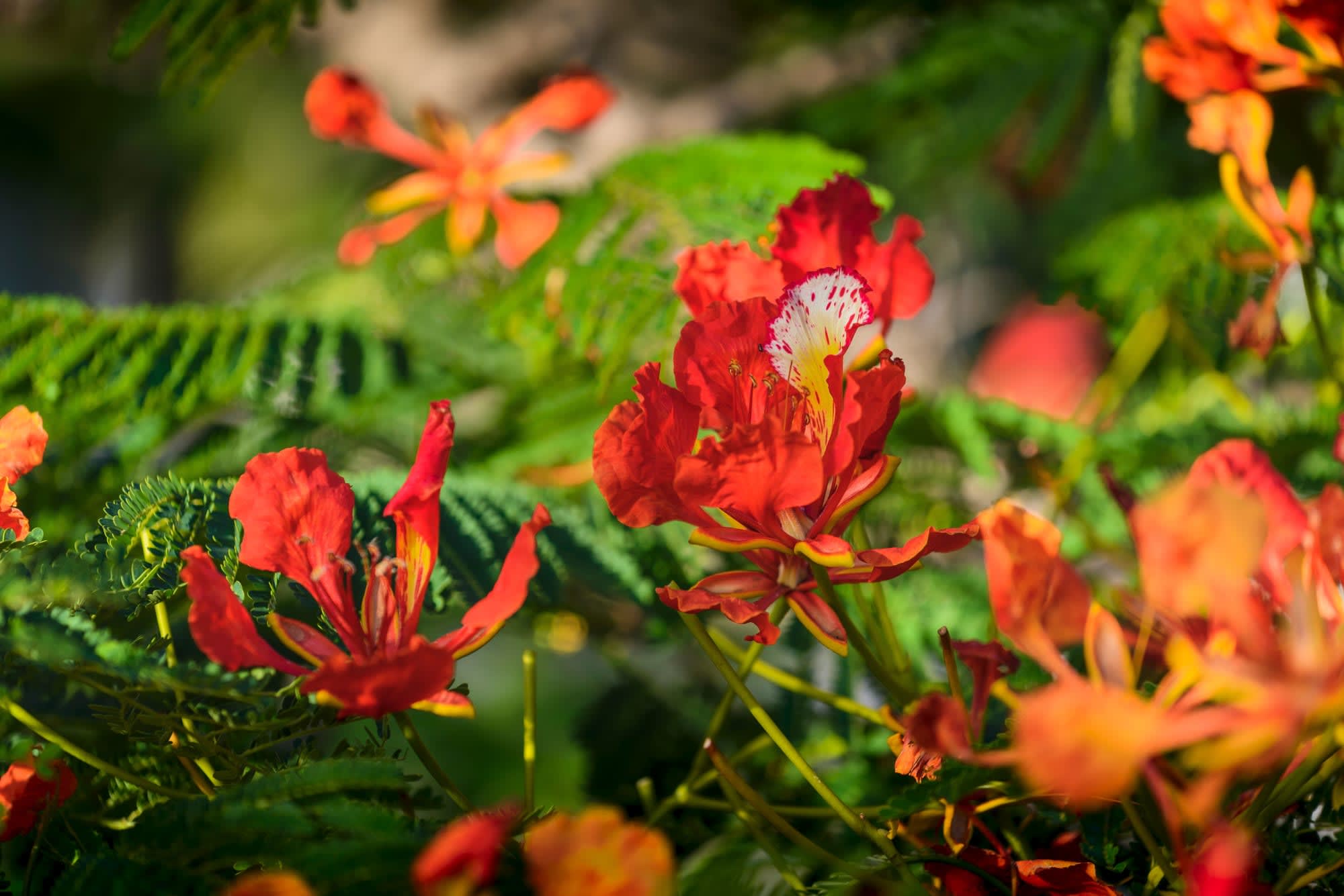 Facettenreiches La Réunion ab Küstenregion: Reunion Zentralregion Blumen