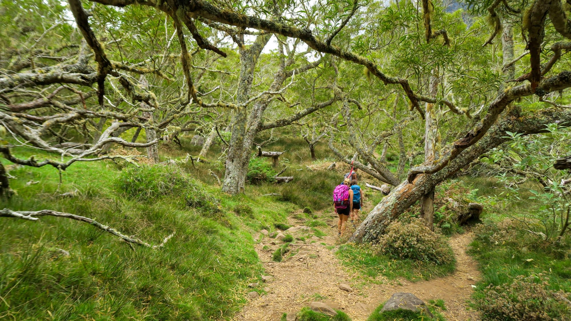 Trekking Tour La Réunion ab Küstenregion: Reunion Trekking