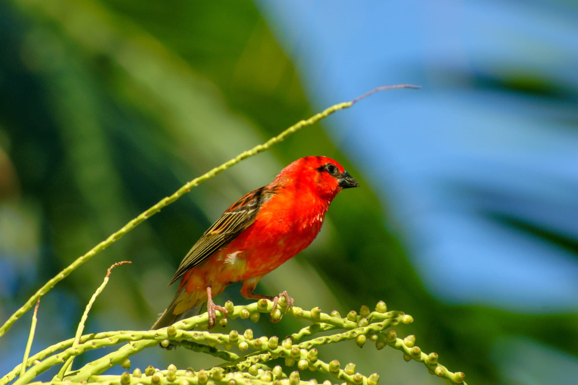 La Réunion entspannt entdecken ab Küstenregion: Reunion Zentralregion Vogel