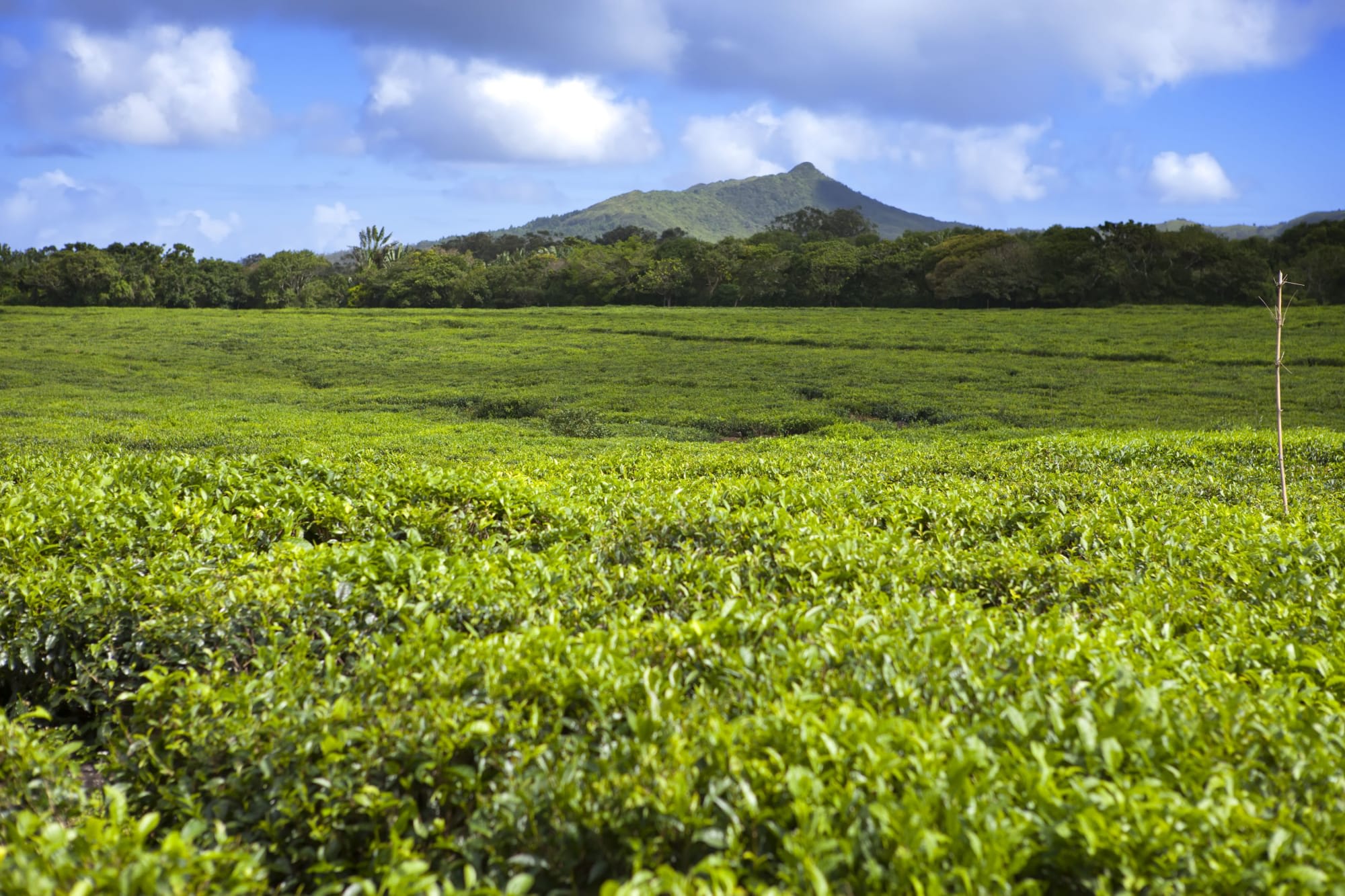 Vanilla Islands - La Réunion, Mauritius & Seychellen ab Küstenregion: Mauritius Tee Plantage