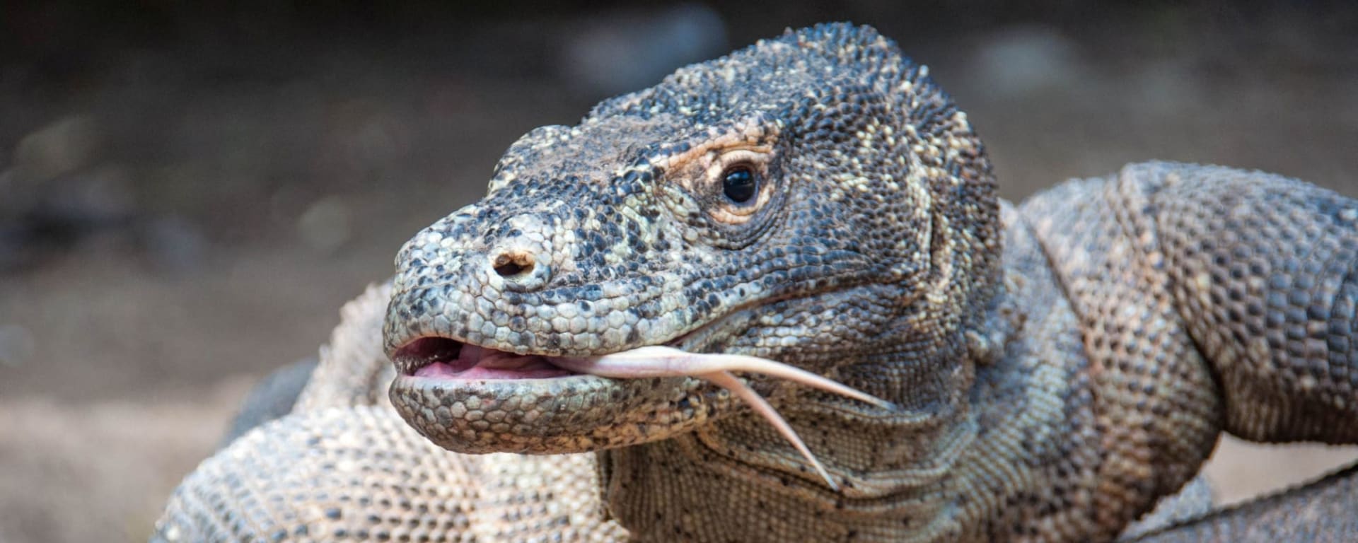 Kleine Sundainseln mit Ombak Putih | Katharina LBJ-LBJ ab Labuan Bajo: Indonesien Komodo Island Waran