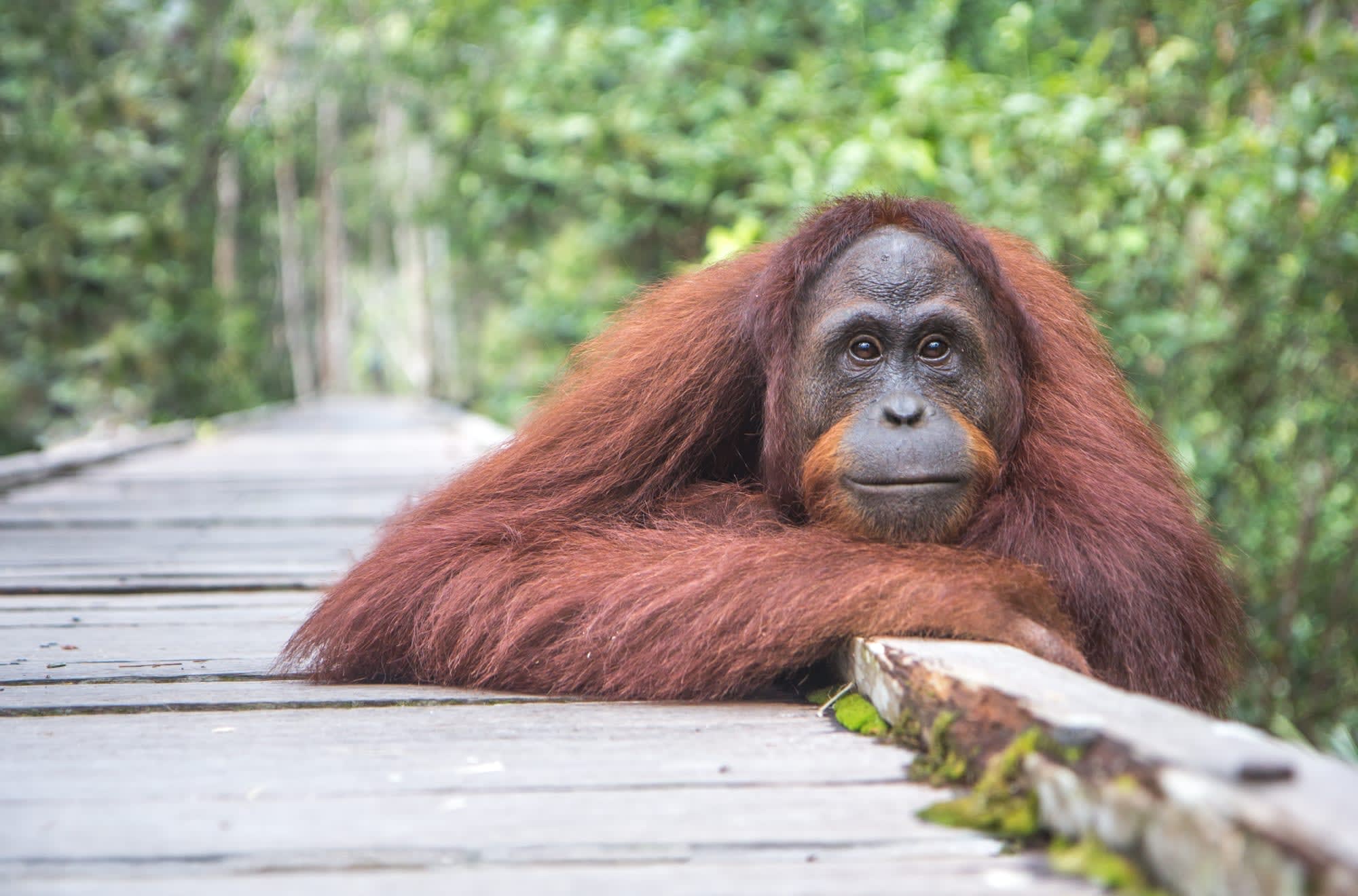 Palangkaraya Flussfahrt: Indonesien Kalimantan Tanjung Puting NP