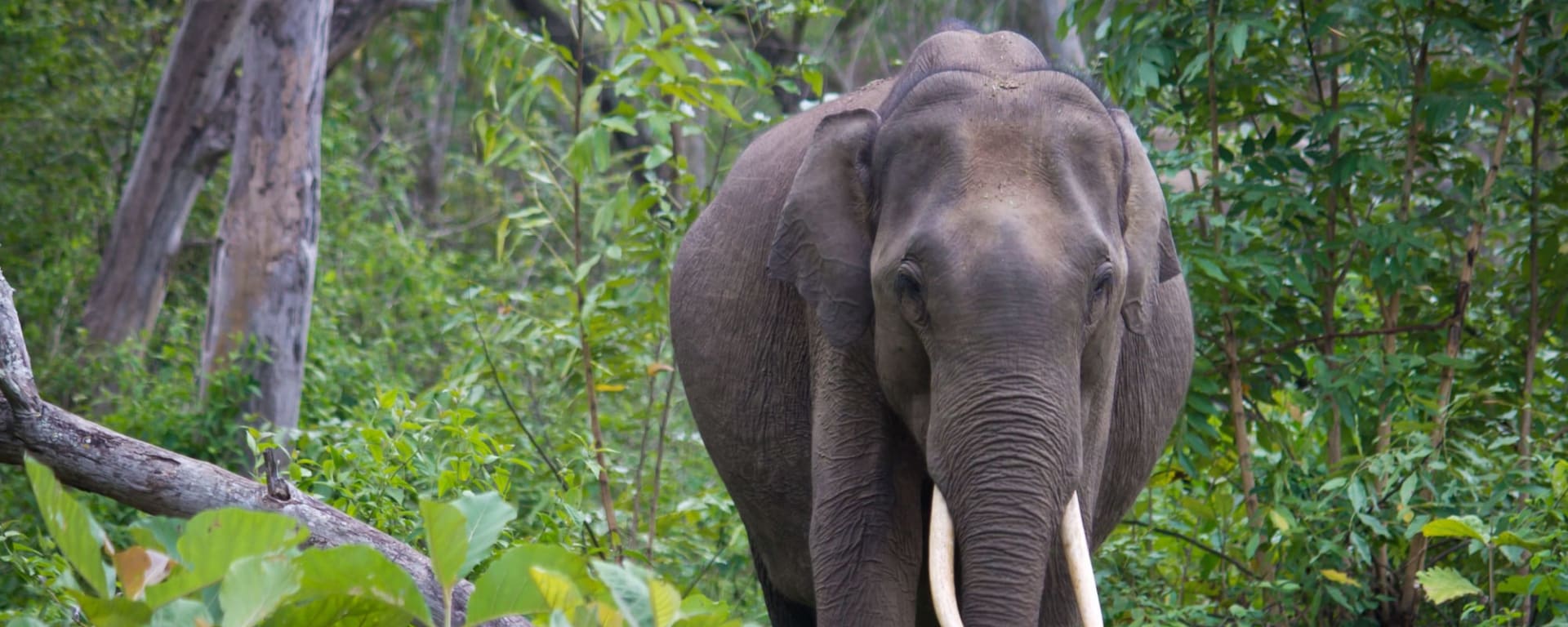 Höhepunkte Karnatakas ab Karnataka | Bengaluru: Indien Nagarhole Nationalpark Elefant