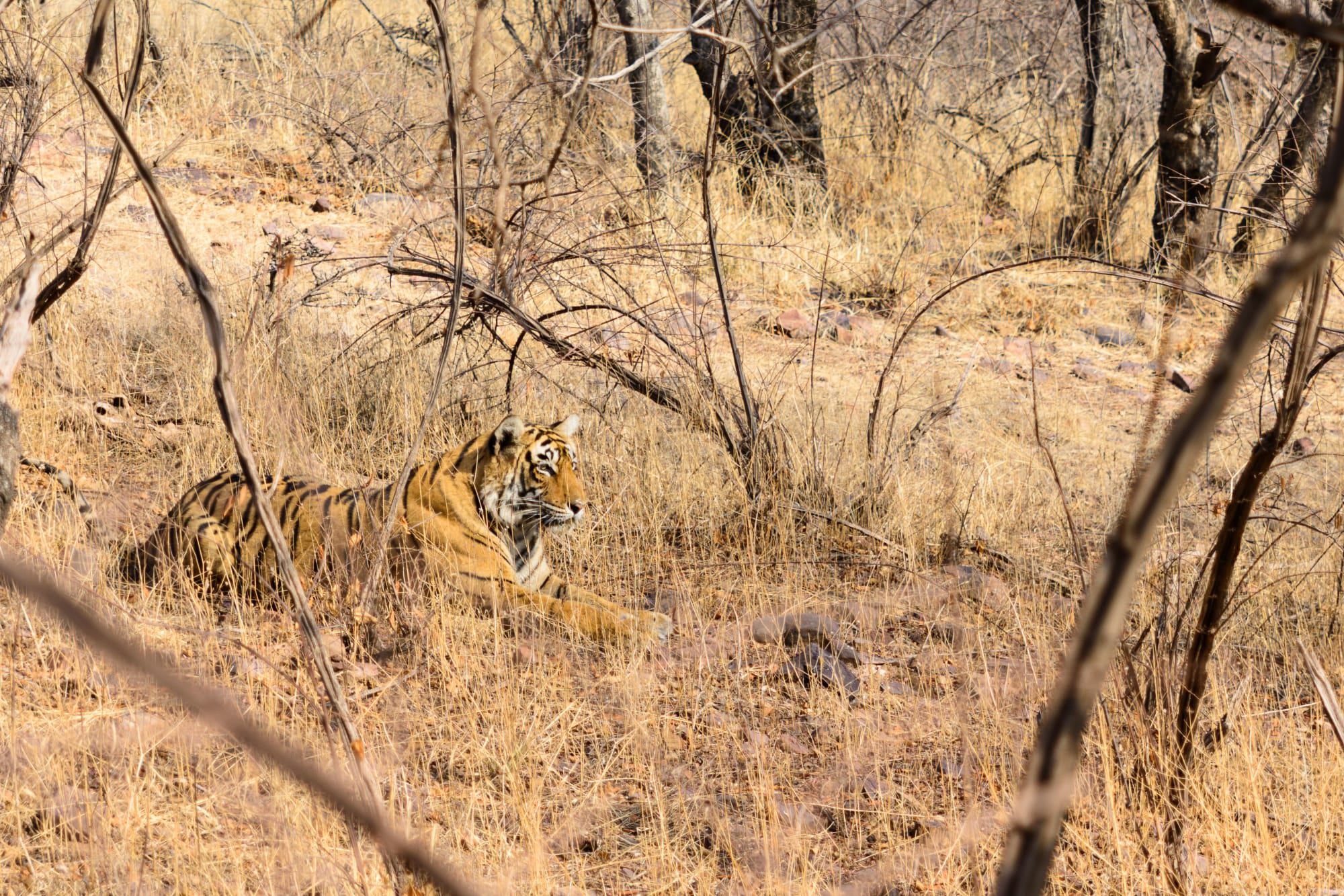 Höhepunkte Karnatakas ab Karnataka | Bengaluru: Indien Nagarhole Nationalpark Tiger