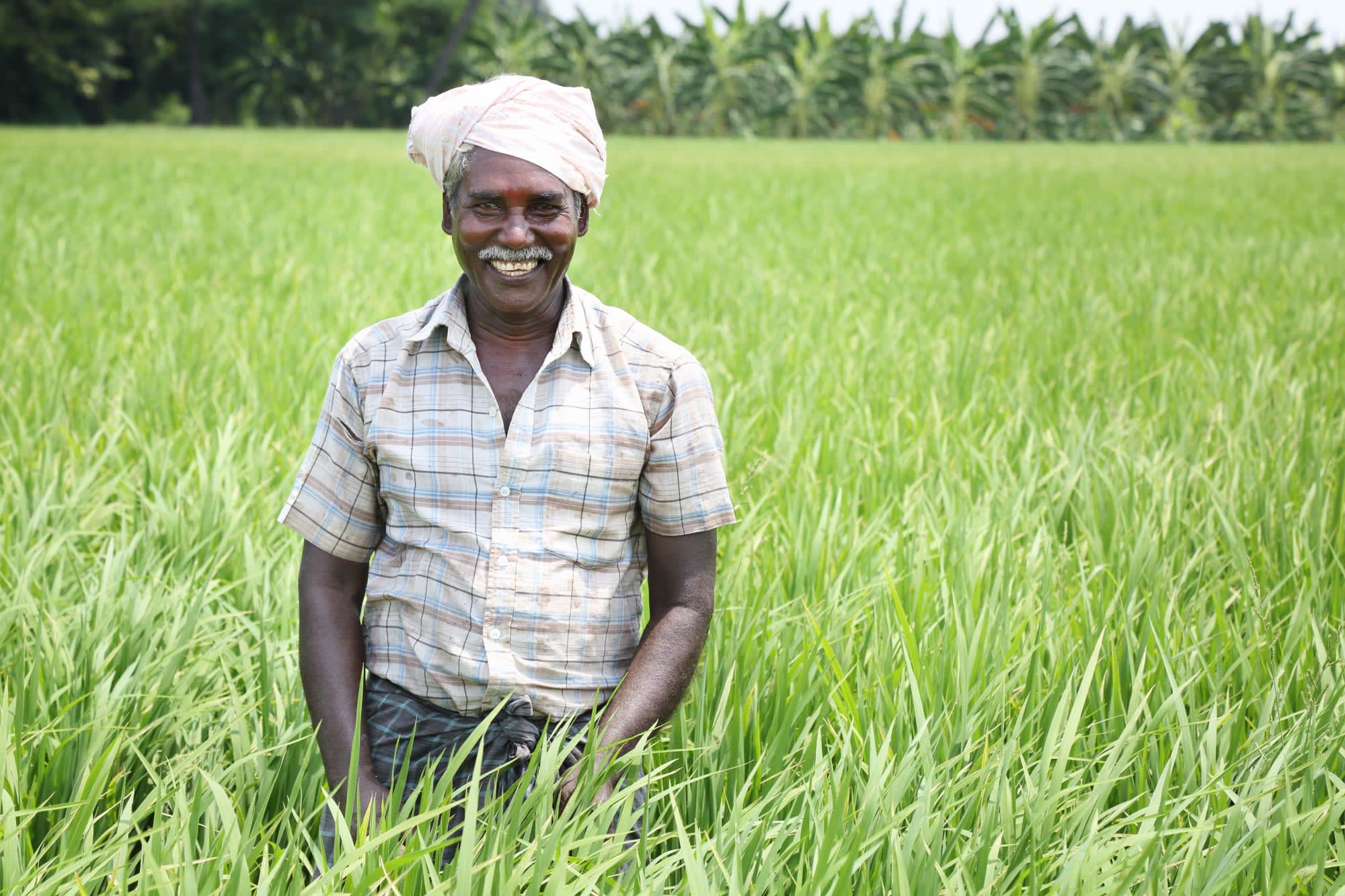 Streifzug durch Südindien ab Karnataka | Bengaluru: Indien Kerala Plantage 