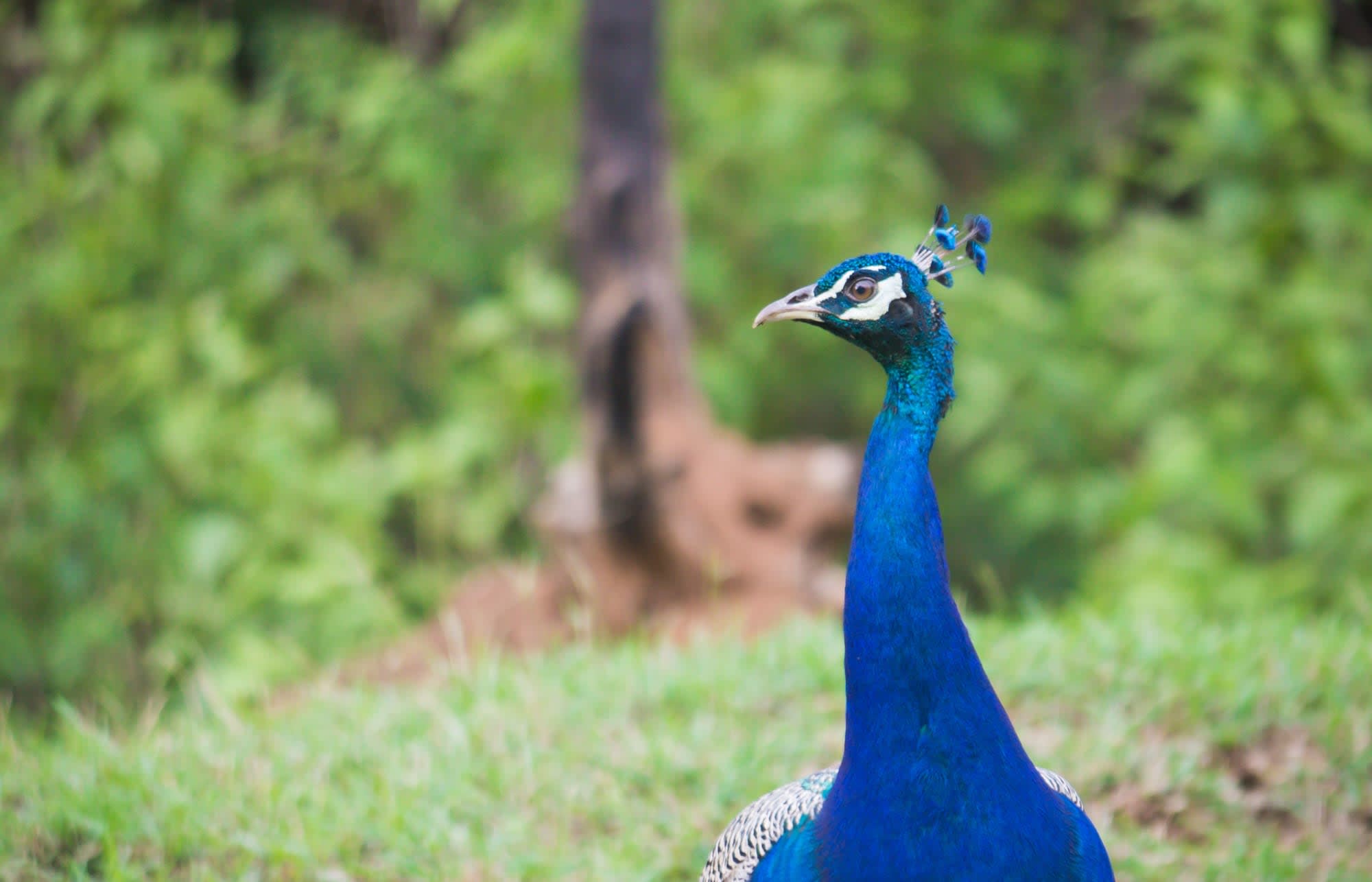 Streifzug durch Südindien ab Karnataka | Bengaluru: Indien Nagarhole Nationalpark Pfau