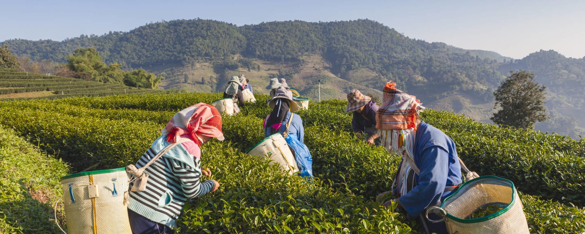 Faszinierendes Sikkim & Darjeeling ab Sikkim | Darjeeling | Bagdogra: Indien Darjeeling Teepflücker