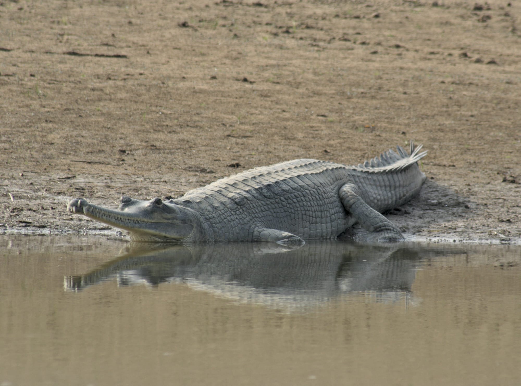 Chambal River Erleben ab Agra: Indien Chambal River