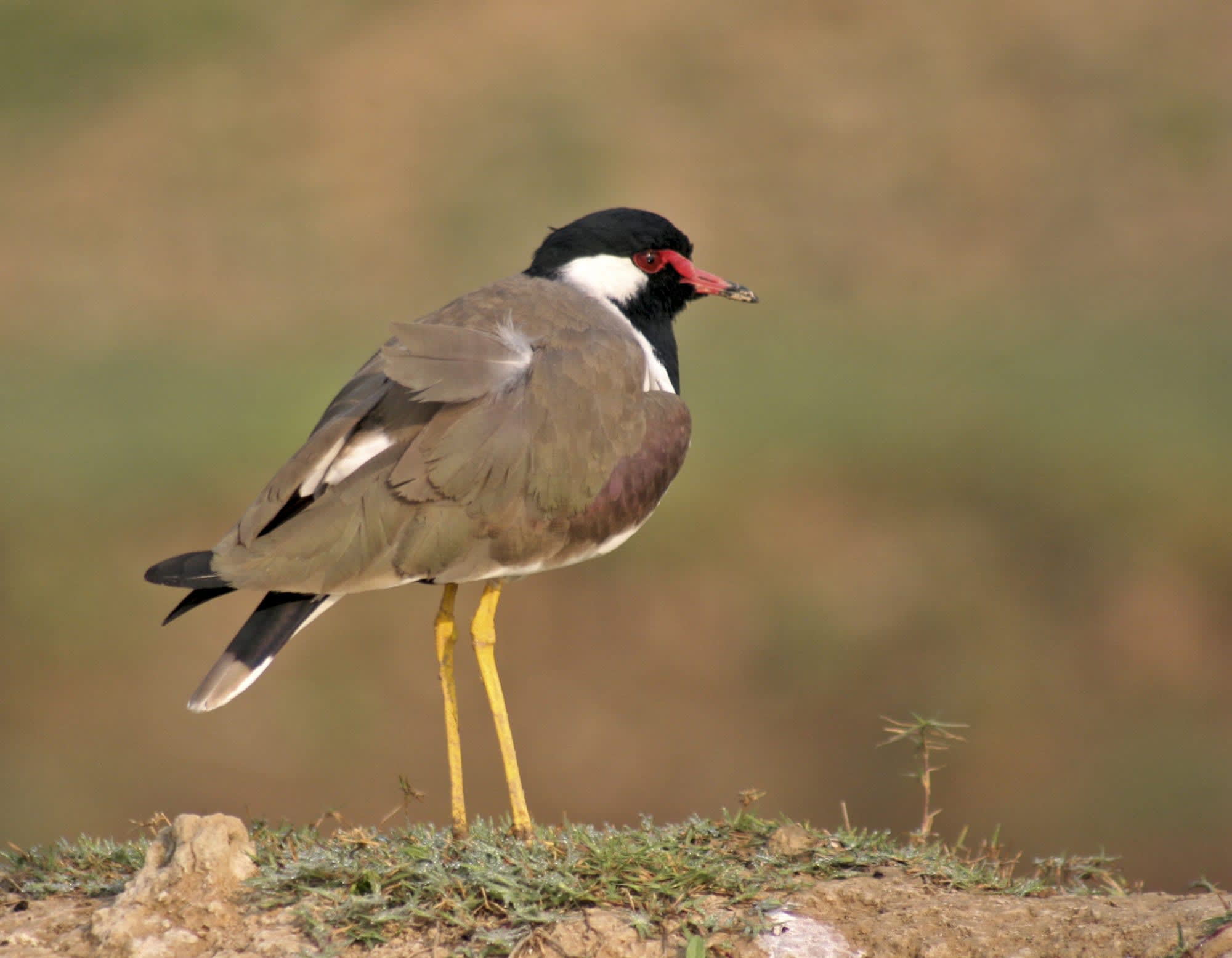 Chambal River Erleben ab Agra: Indien Chambal River