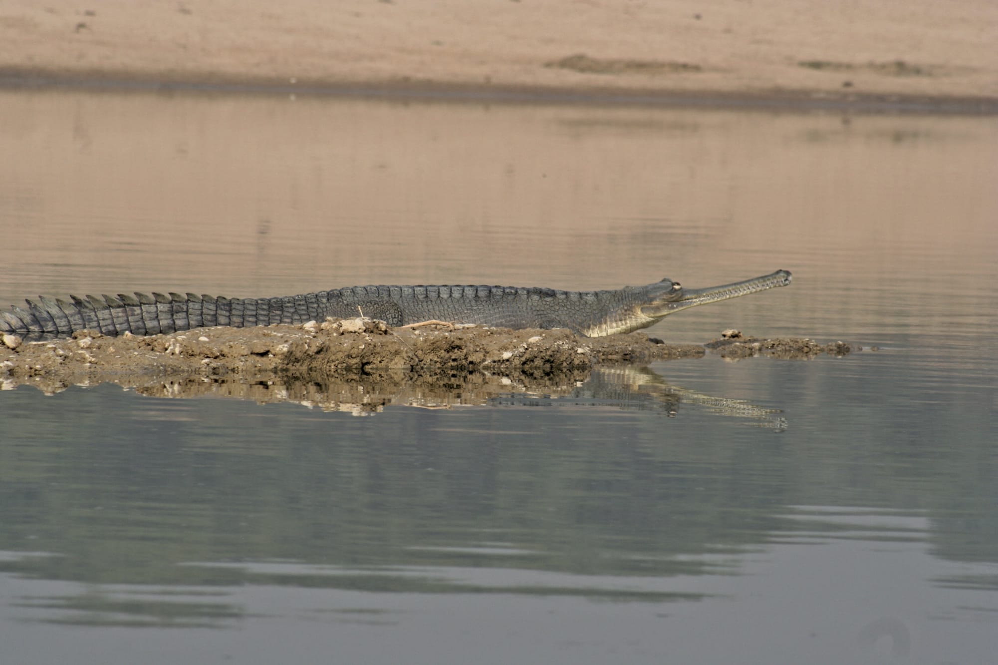 Chambal River Erleben ab Agra: Indien Chambal River Safari 