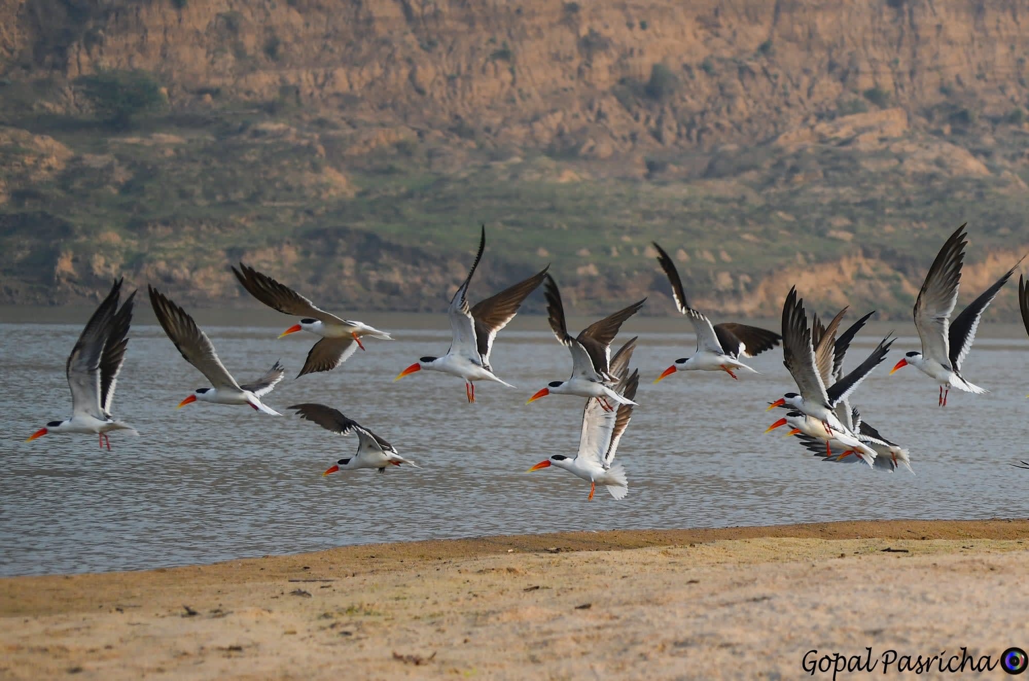 Chambal River Erleben ab Agra: Indien Champal River