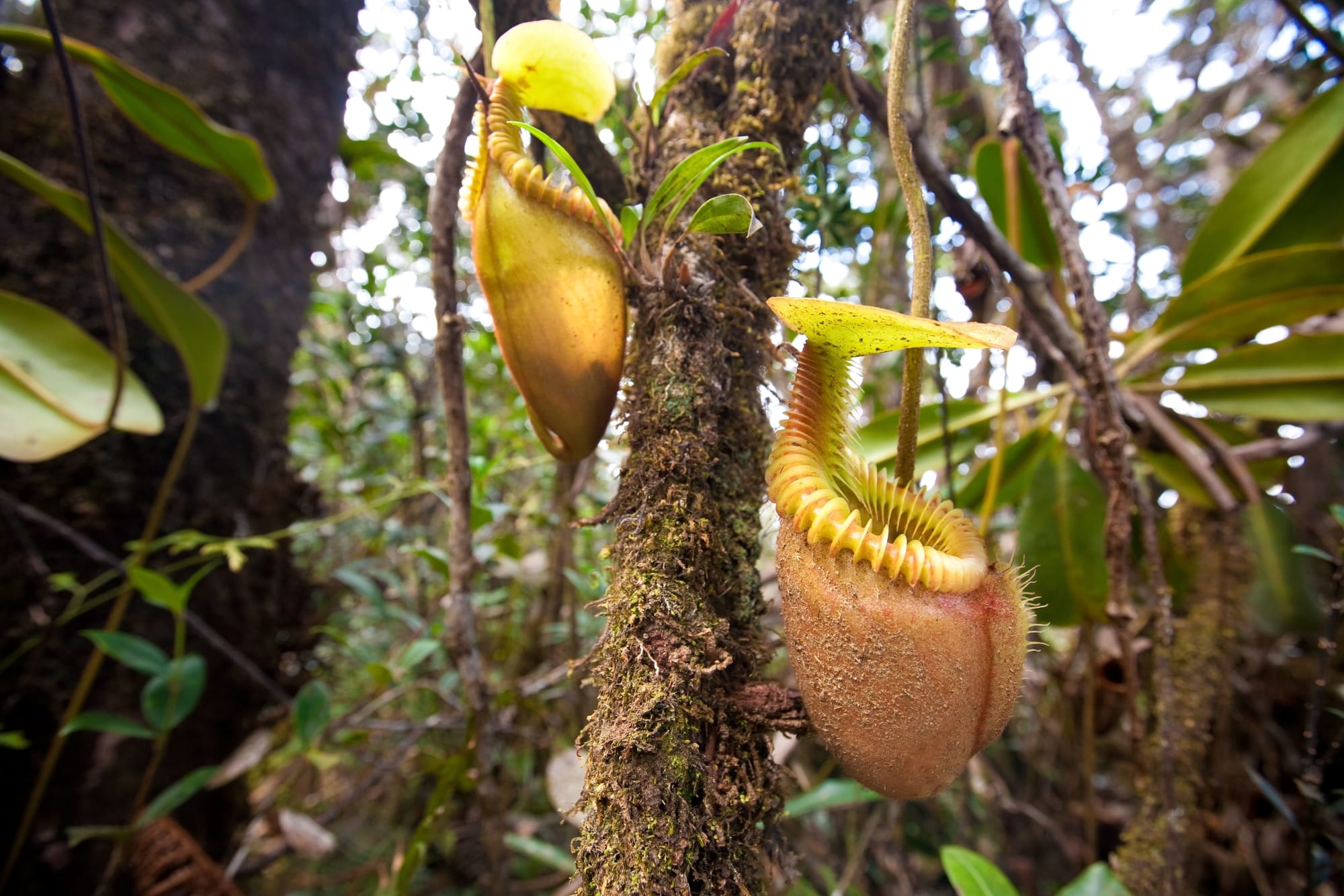 Höhepunkte Borneos ab Kuching: Borneo Sarawak Pflanzen