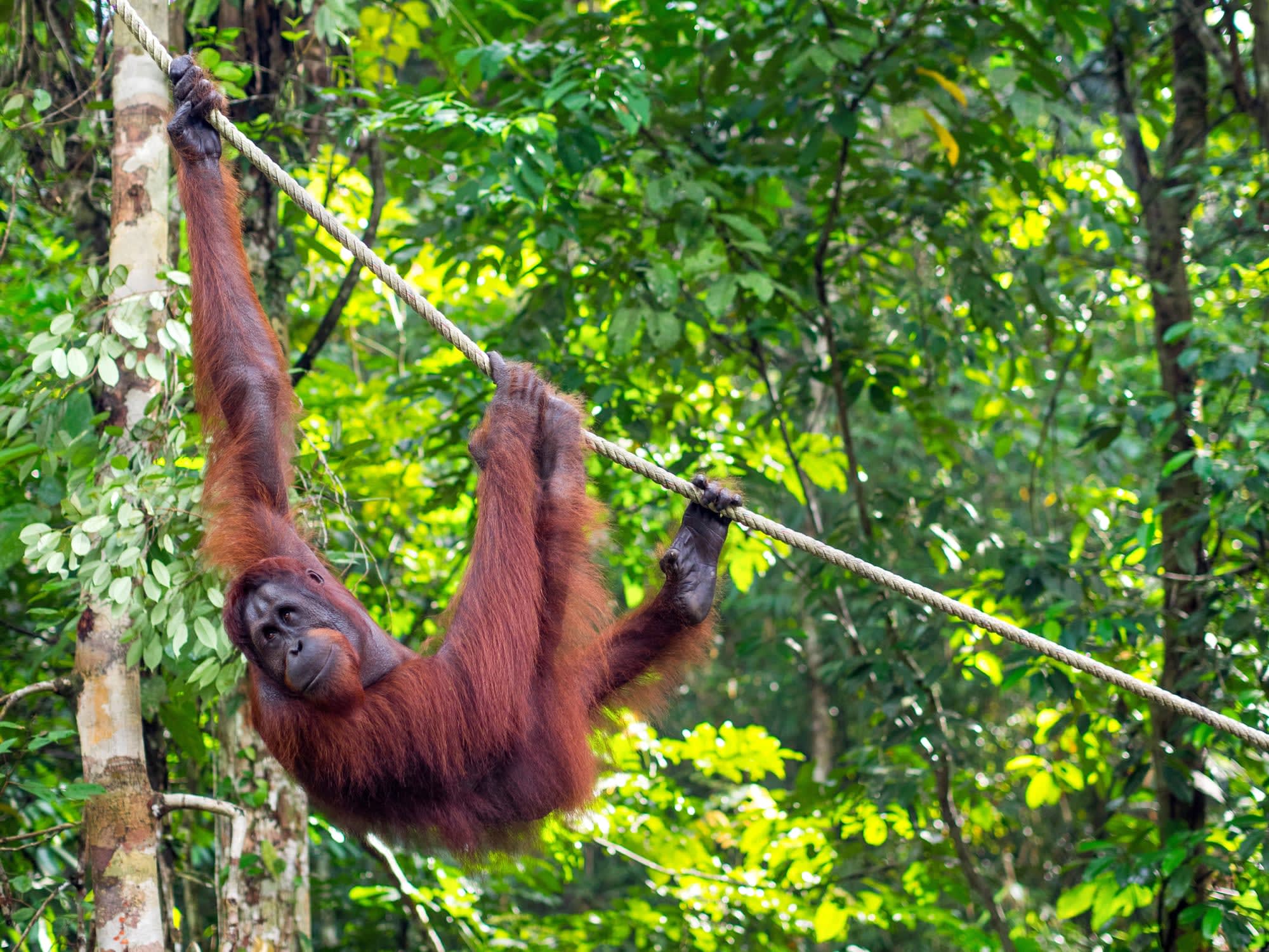Natur Pur Sarawak ab Kuching: Borneo Sarawak Semenggok Orang Utan