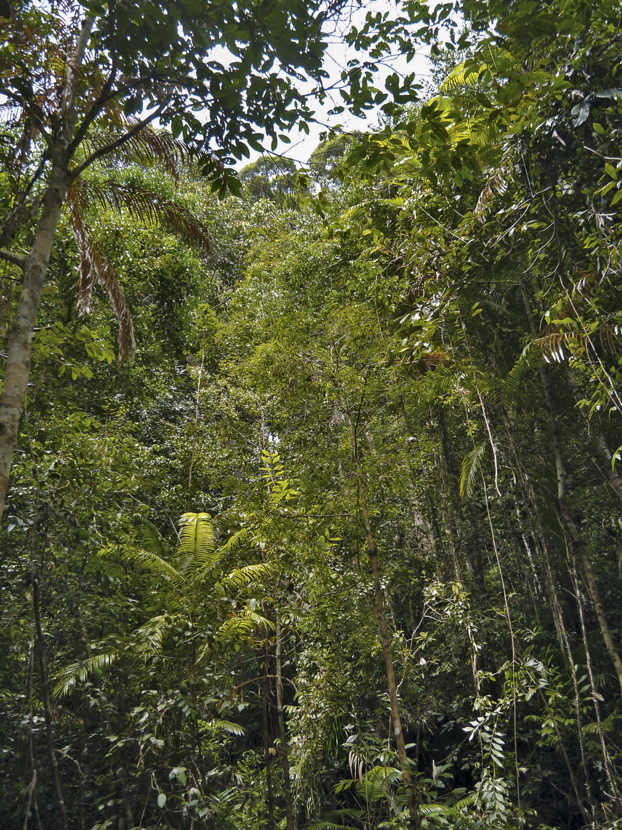 Natur Pur Sarawak ab Kuching: Borneo Sarawak Bako Nationalpark
