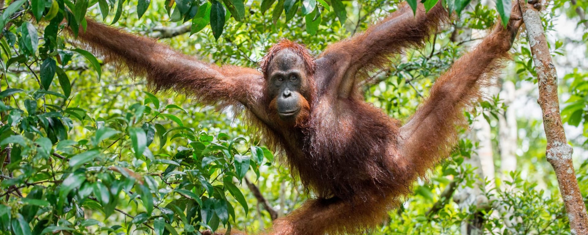 Höhepunkte Borneos ab Kuching: Borneo Orang Utan