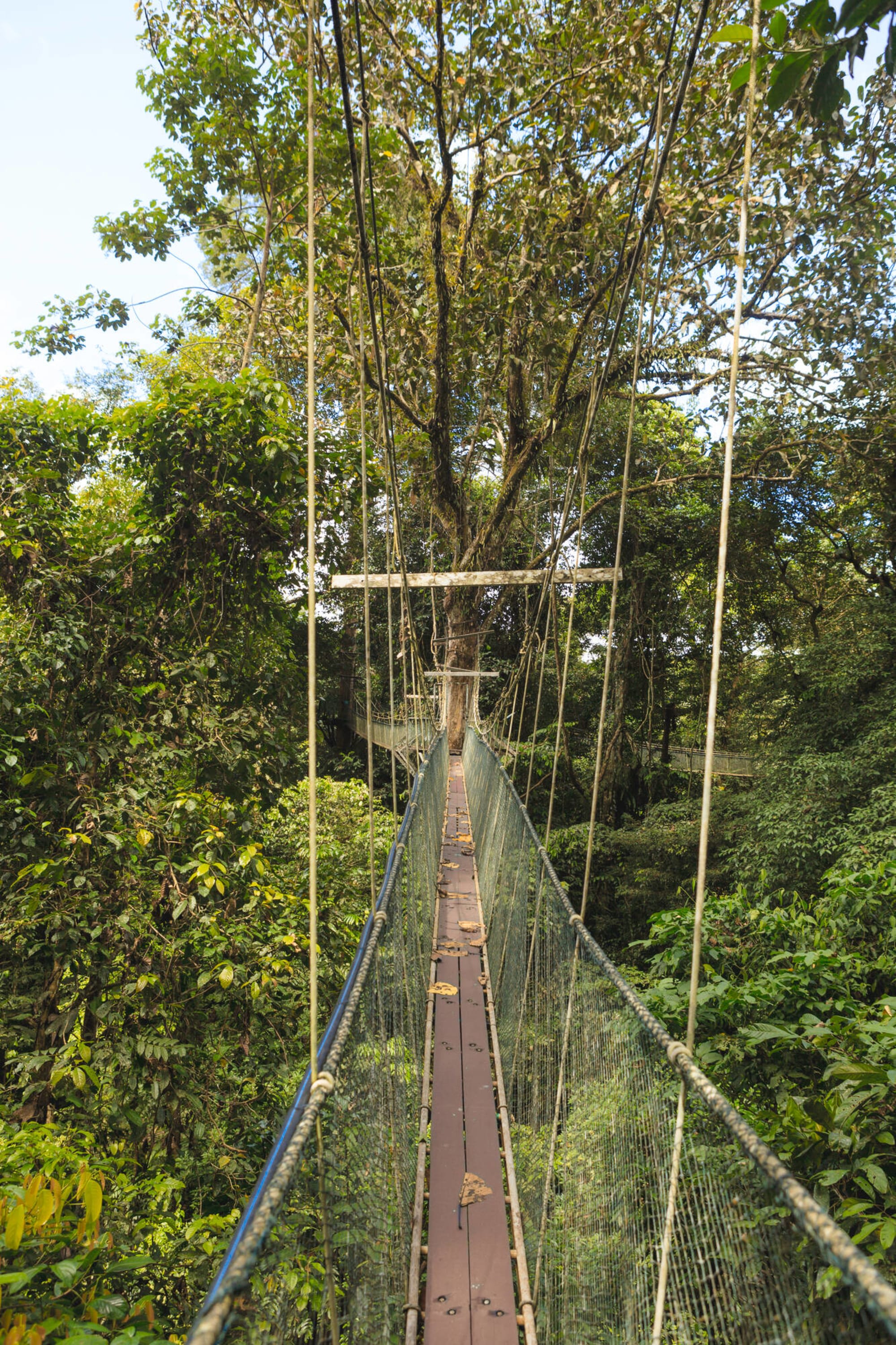 Borneo Wildlife - Tabin Wildlife Reserve ab Kota Kinabalu: Borneo Sabah Canopy Walk