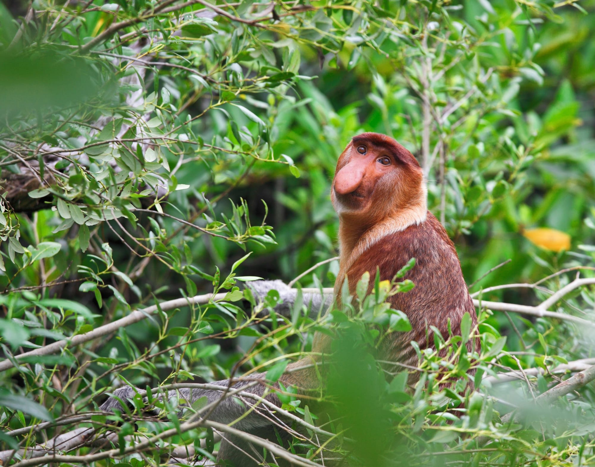 Höhepunkte Borneos ab Kuching: Borneo Sarawak Bako Nationalpark Nasenaffe