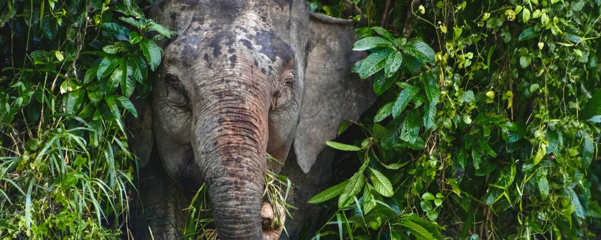 Borneo Wildlife - Tabin Wildlife Reserve ab Kota Kinabalu: Borneo Sabah Elefant