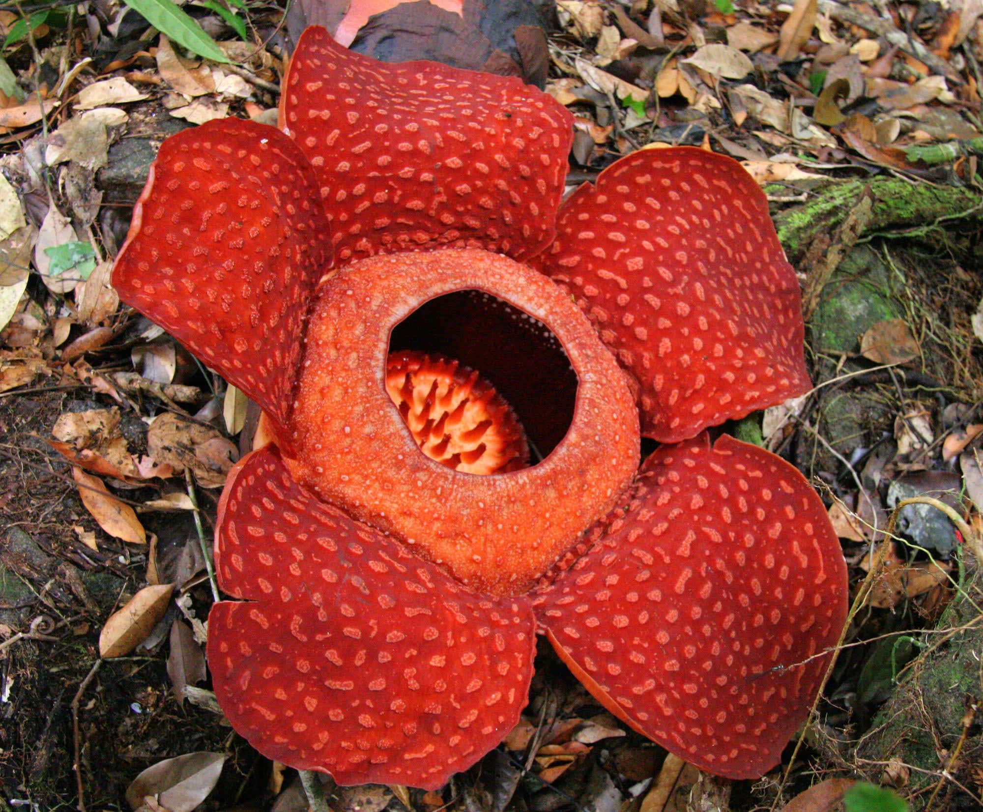 Höhepunkte Borneos ab Kuching: Borneo Rafflesia