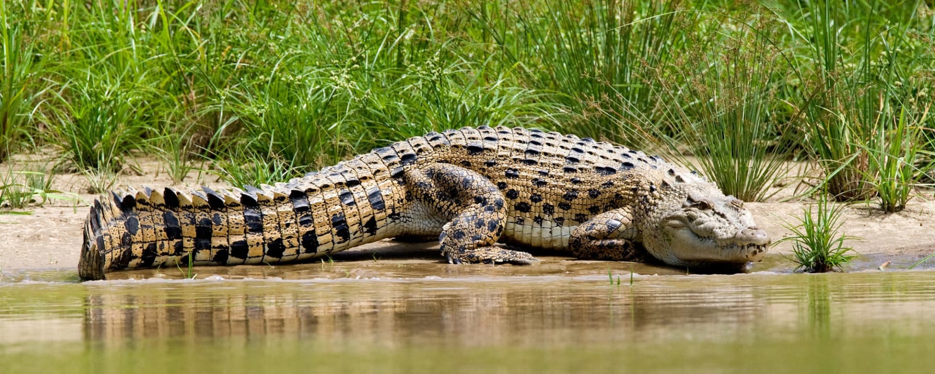 Borneo Wildlife - Tabin Wildlife Reserve ab Kota Kinabalu: Borneo Sabah Krokodil