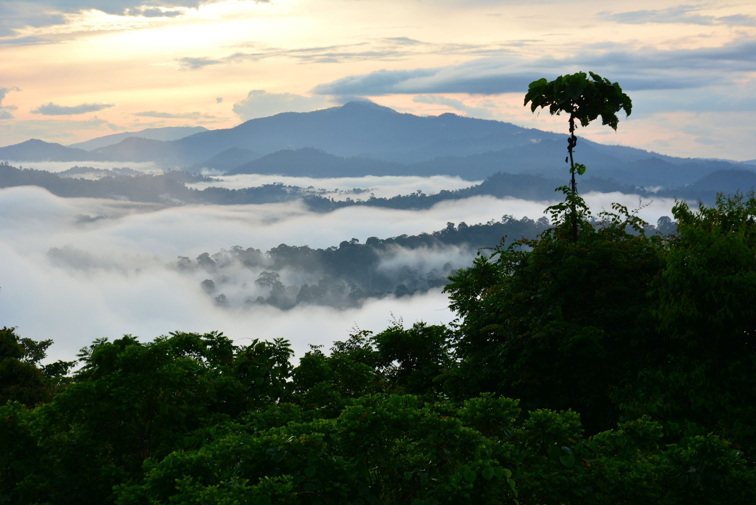 Borneo Wildlife - Tabin Wildlife Reserve ab Kota Kinabalu: Borneo Sabah Natur