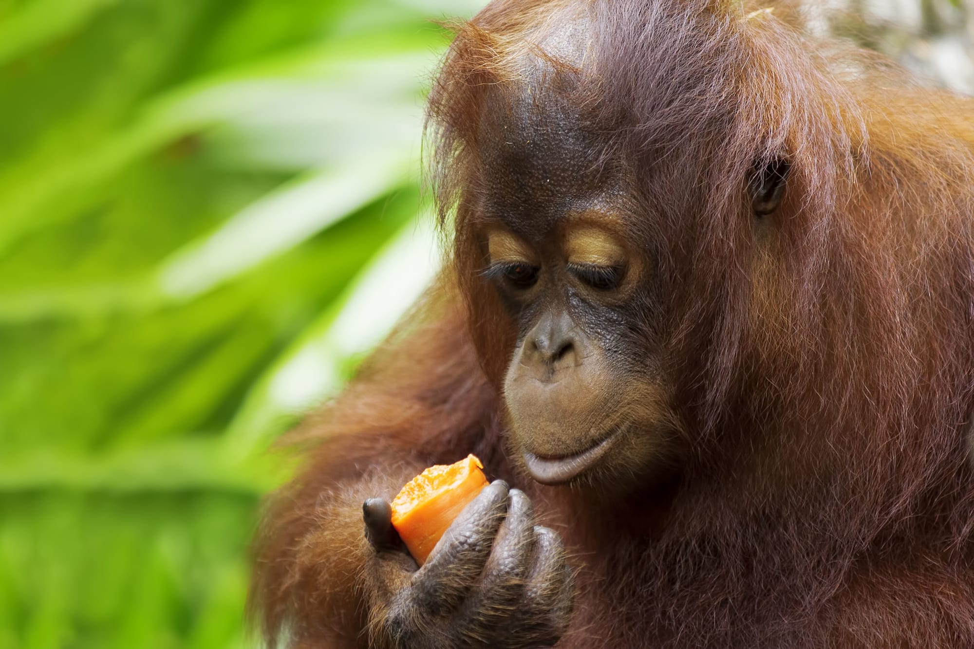 Borneo Wildlife - Tabin Wildlife Reserve ab Kota Kinabalu: Borneo Sabah Orang Utan