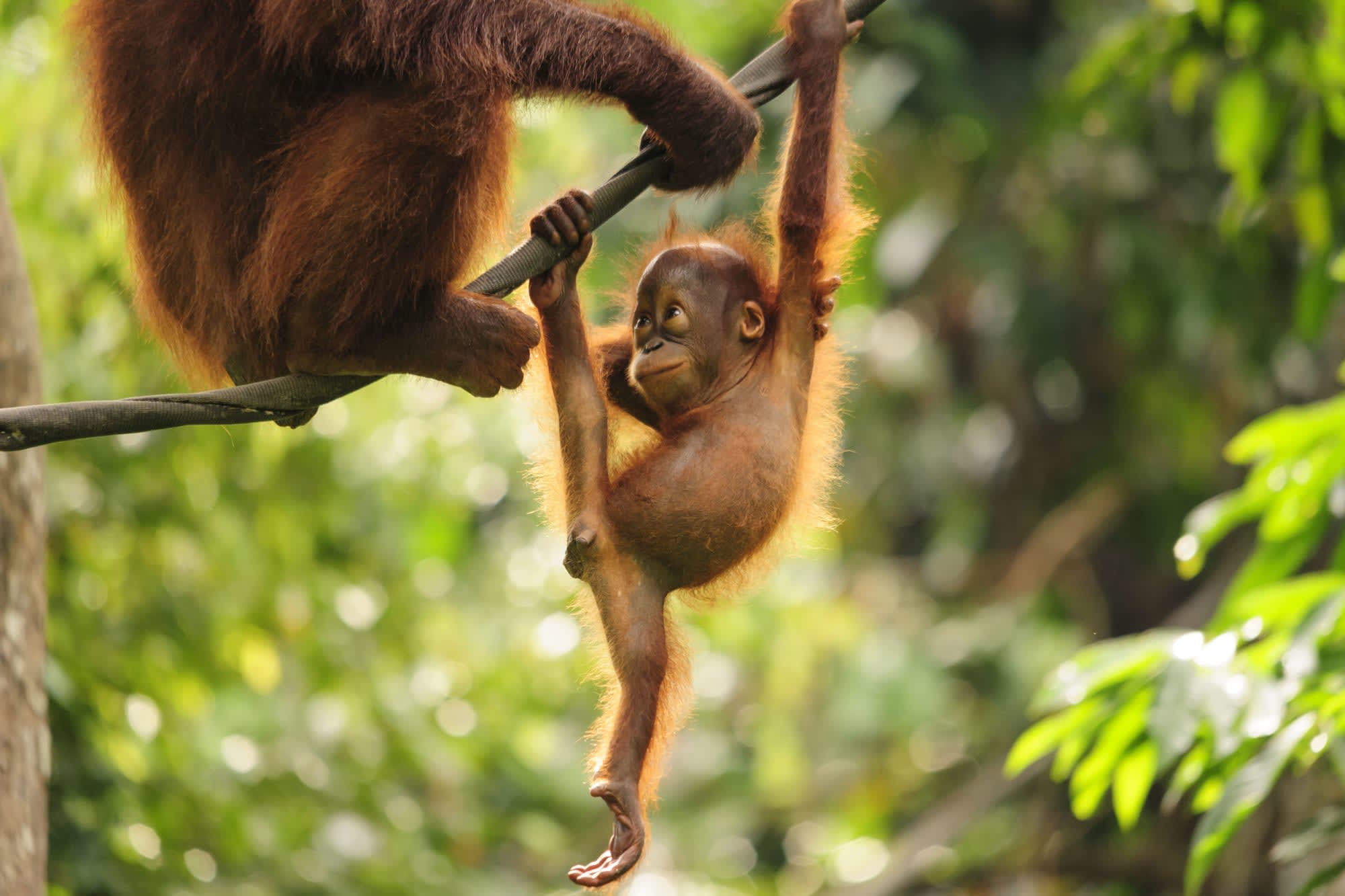 Borneo Wildlife - Tabin Wildlife Reserve ab Kota Kinabalu: Borneo Sabah Orang Utan
