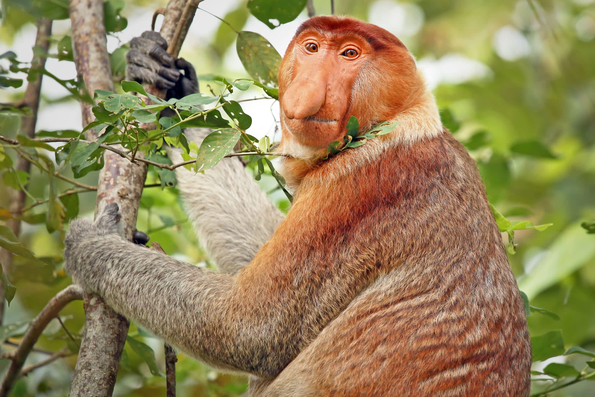 Borneo Wildlife - Tabin Wildlife Reserve ab Kota Kinabalu: Borneo Nasenaffe