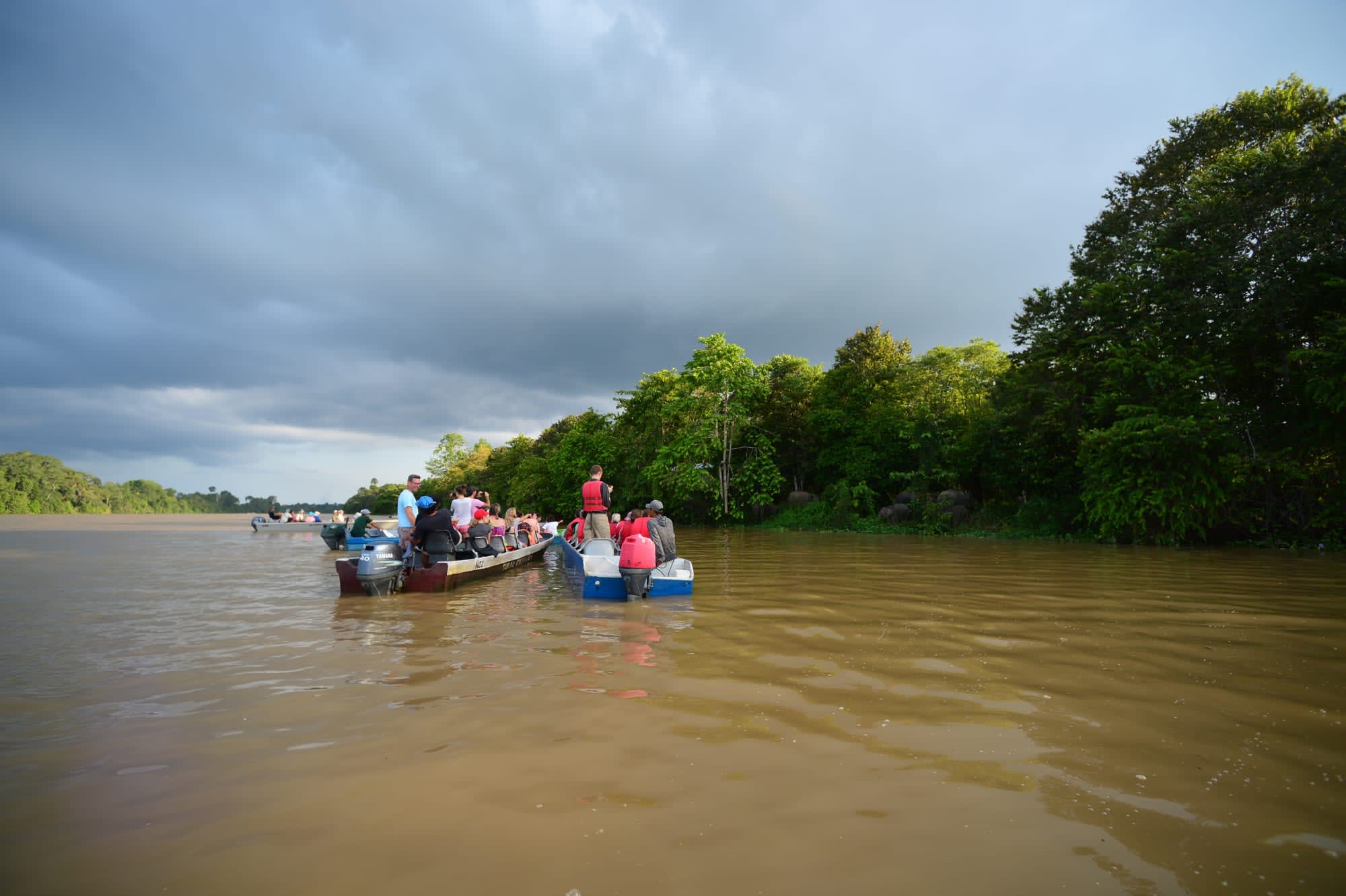Borneo Wildlife - Tabin Wildlife Reserve ab Kota Kinabalu: Borneo Wildlife Flussfahrt