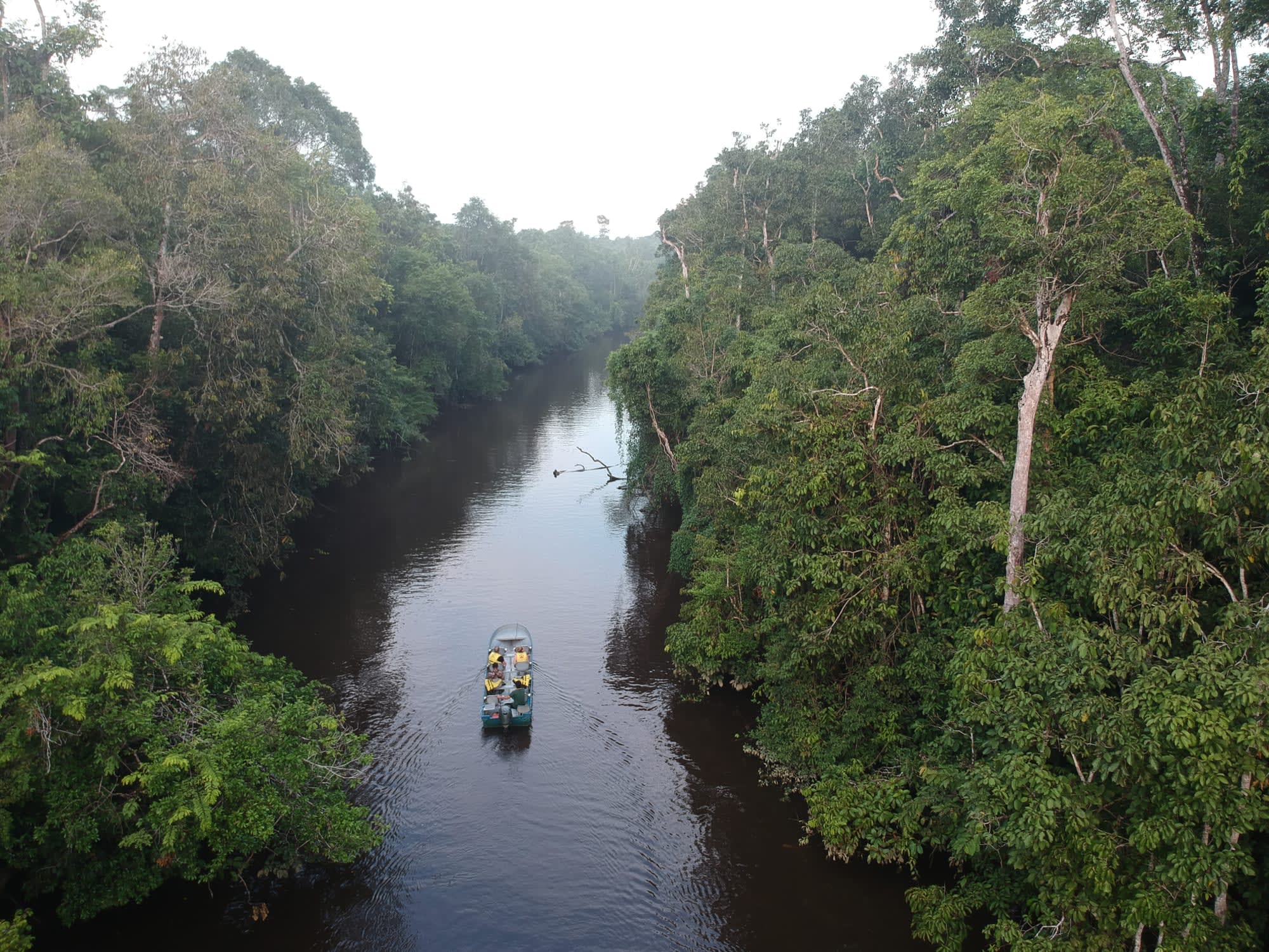Borneo Wildlife - Tabin Wildlife Reserve ab Kota Kinabalu: Borneo Wildlife Flussfahrt