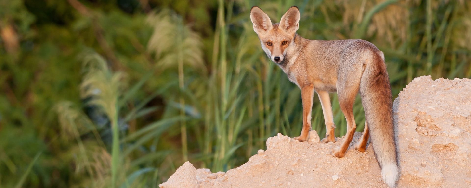 Abenteuer Dhofar - Küste & Wüste ab Salalah: Oman Wuestenfuchs