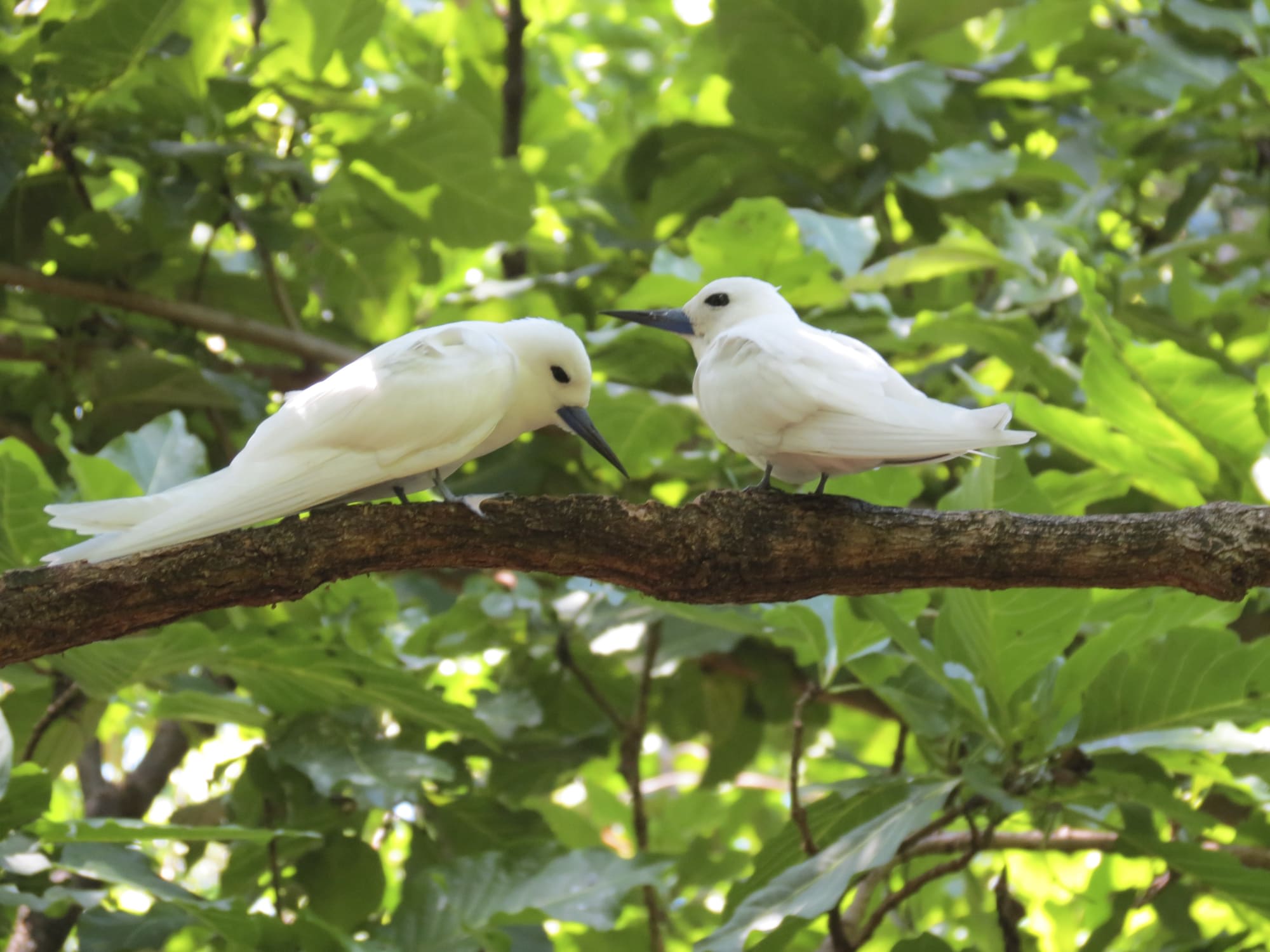Islandhopping im Garten Eden (4 days/3 nights) ab Praslin: Seychellen Vögel