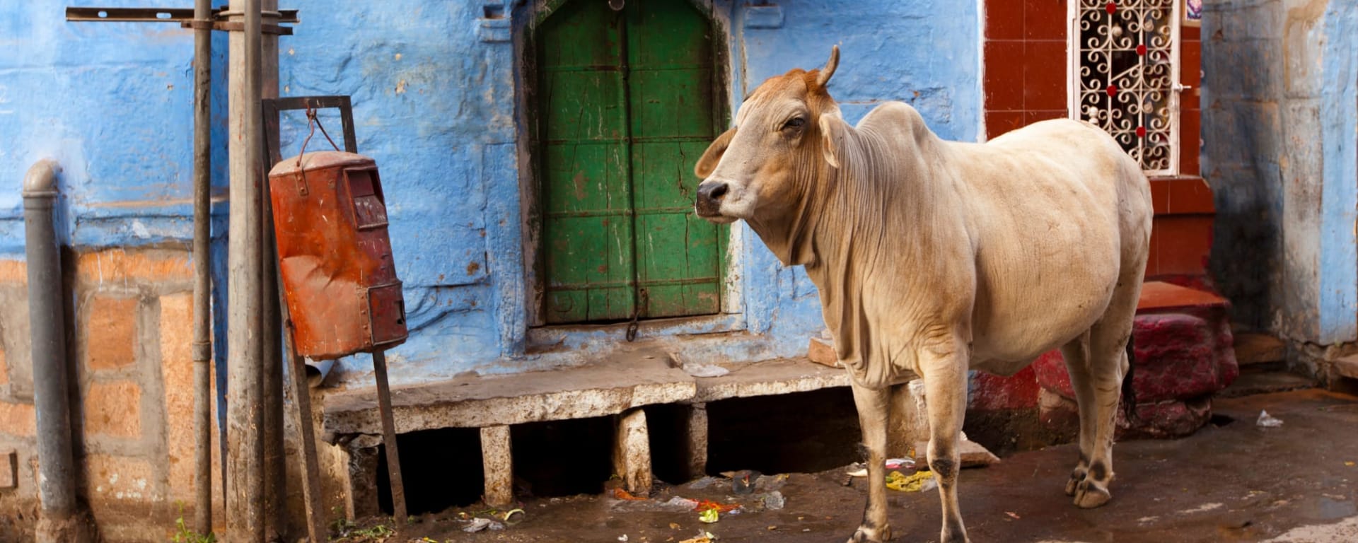 Auf den Spuren der Maharadschas ab Mumbai | Maharashtra: Indien Jodhpur Heilige Kuh