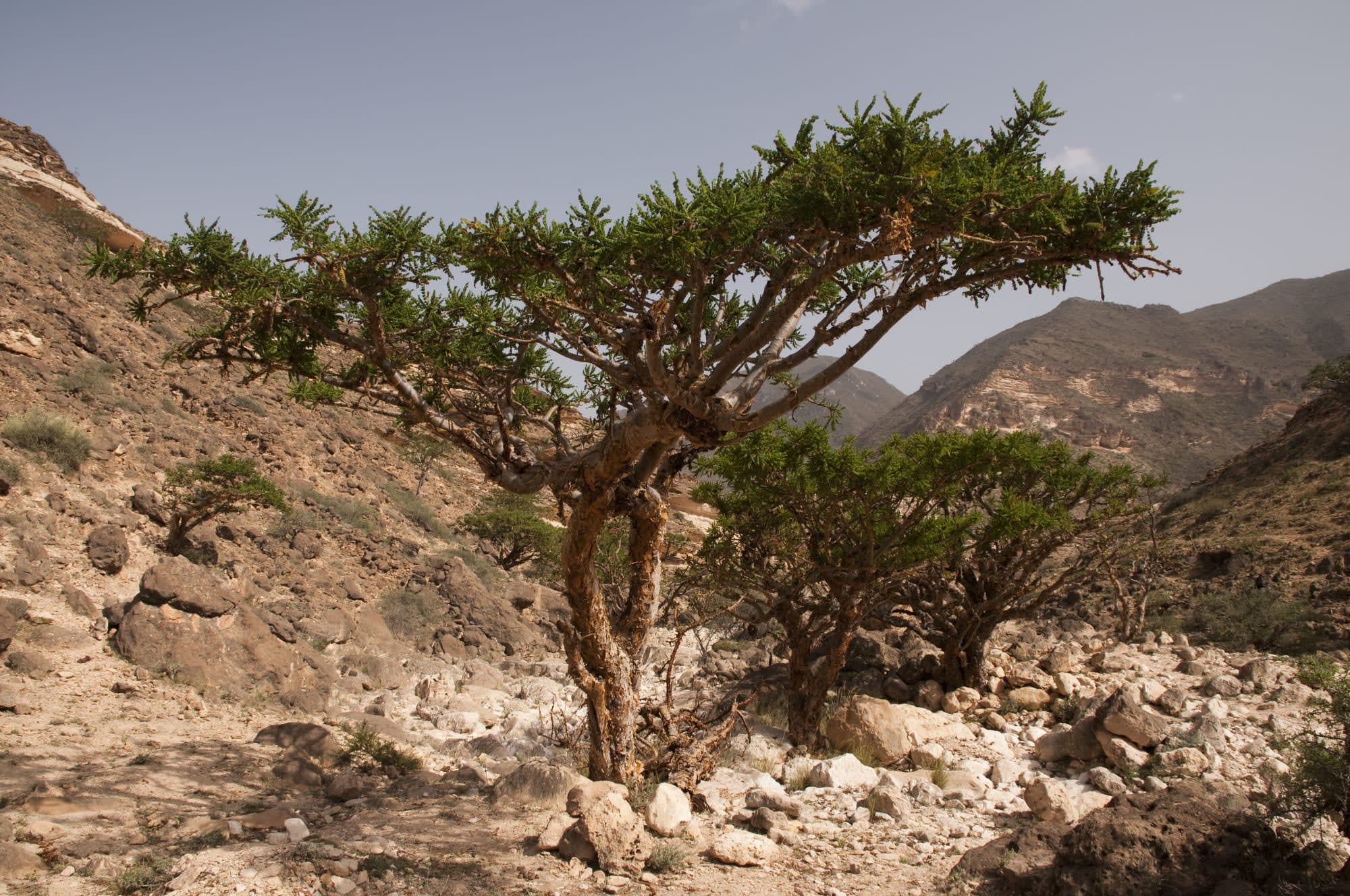 Abenteuer Dhofar - Küste & Wüste ab Salalah: Oman Weihrauchbaum