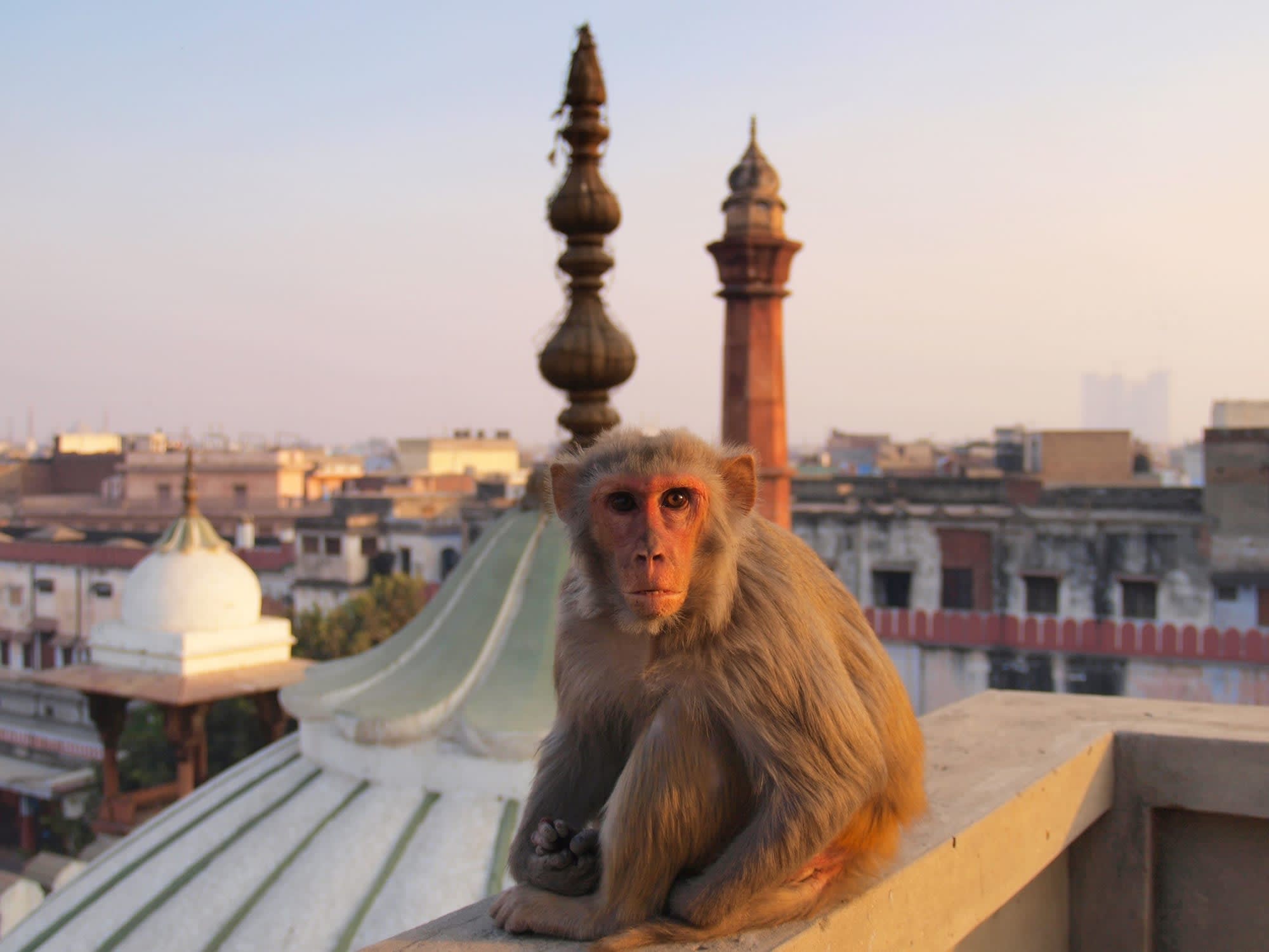 Auf den Spuren der Maharadschas ab Mumbai | Maharashtra: Indien Delhi Affe