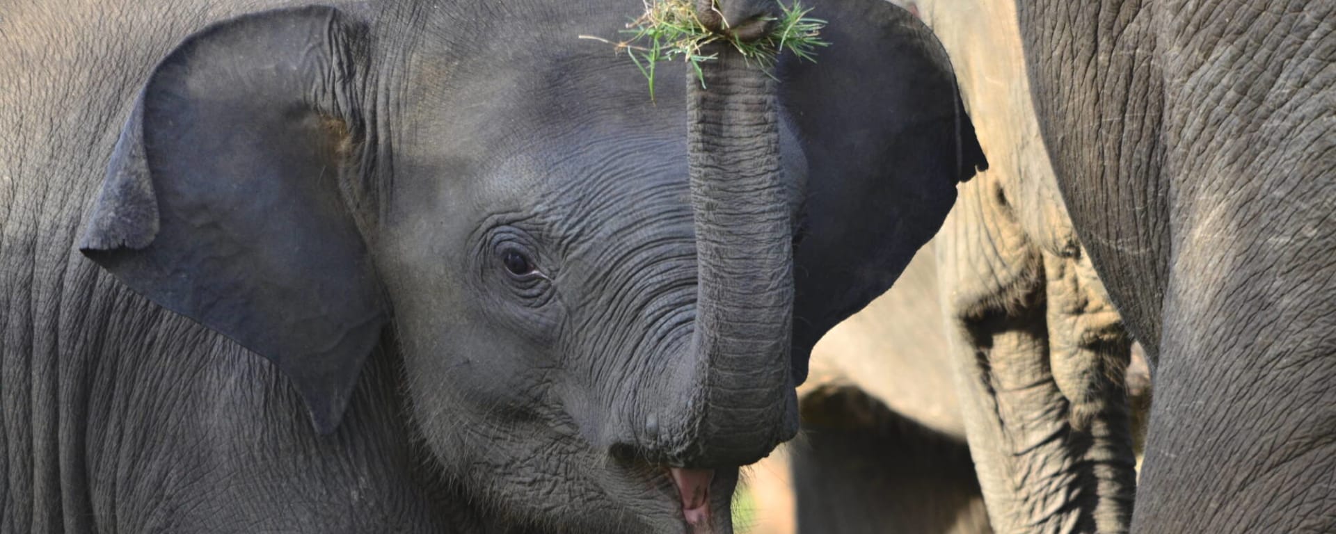 Familienabenteuer Sri Lanka ab Colombo: Sri Lanka Elefant