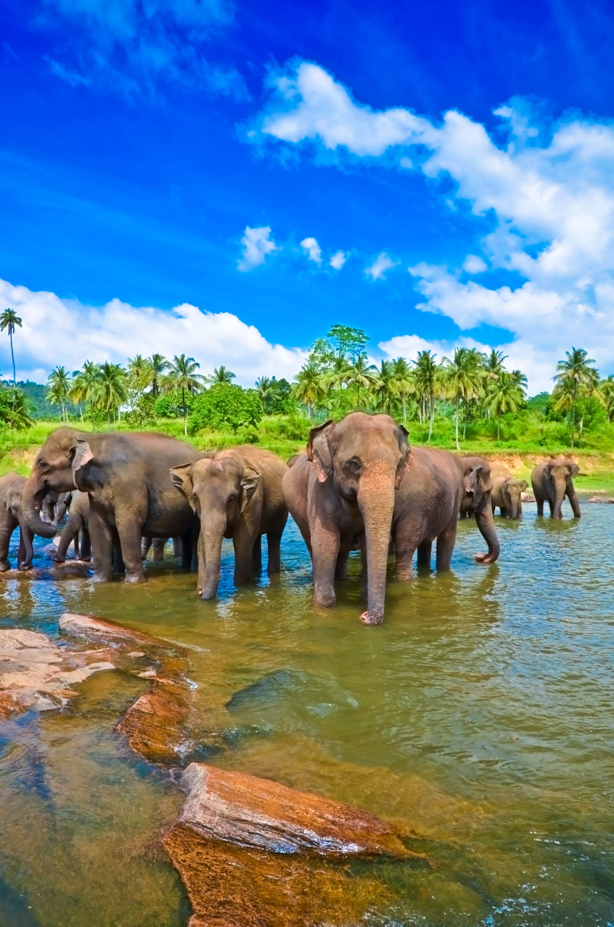 Familienabenteuer Sri Lanka ab Colombo: Sri Lanka Elefanten