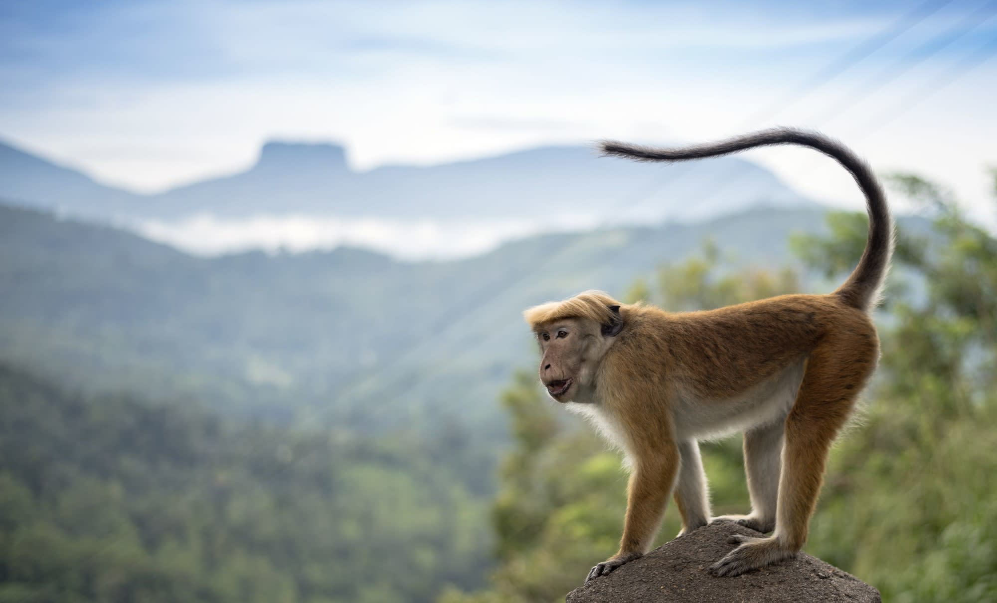 Familienabenteuer Sri Lanka ab Colombo: Sri Lanka Affe