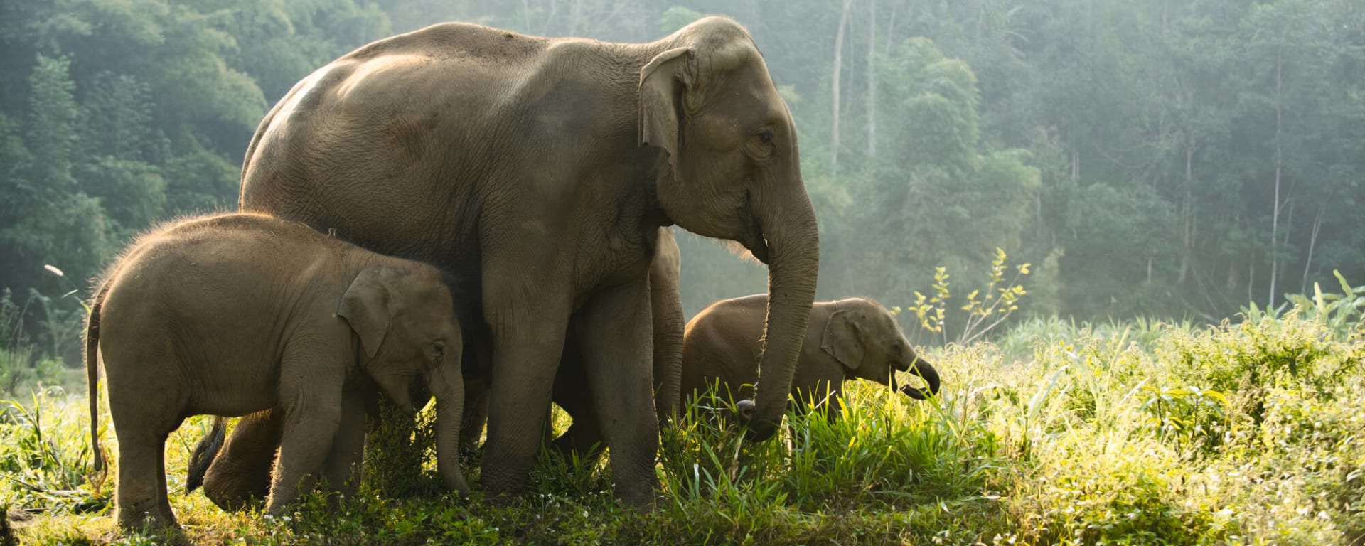 Familienabenteuer Thailand ab Bangkok: Thailand Elefantenfamilie