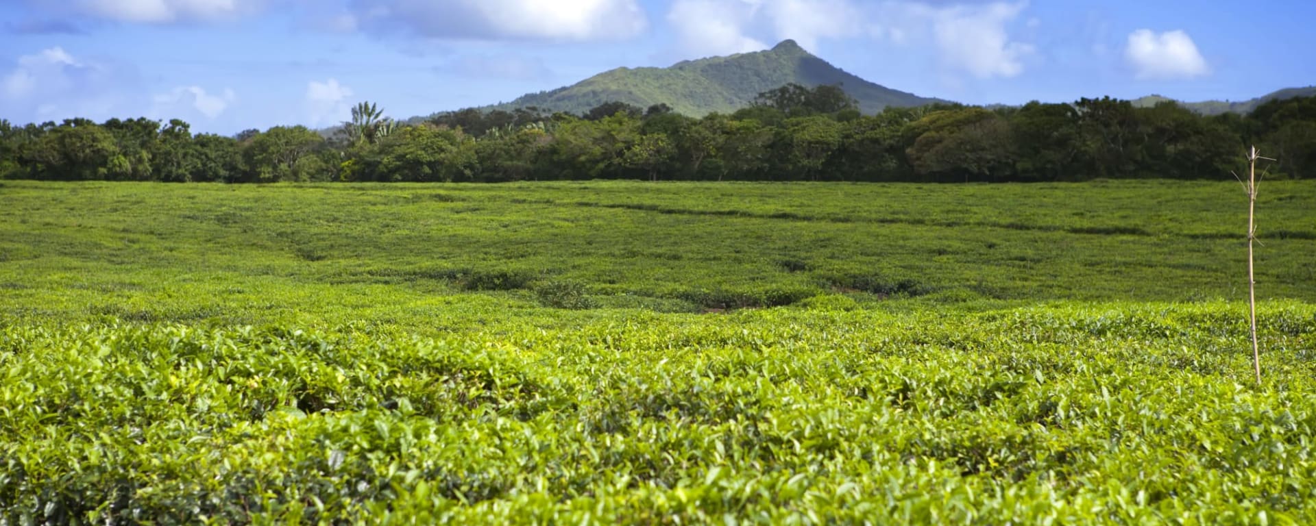 Mauritius entdecken ab Süd | Südwesten: Mauritius Tee Plantage