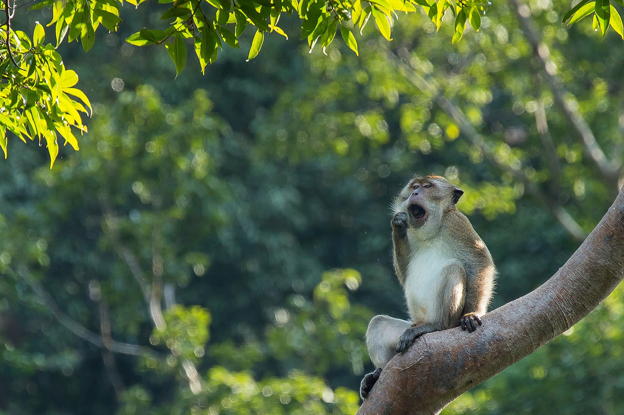 Familienabenteuer Thailand ab Bangkok: Thailand Elephant Hills Khao Sok National Park 