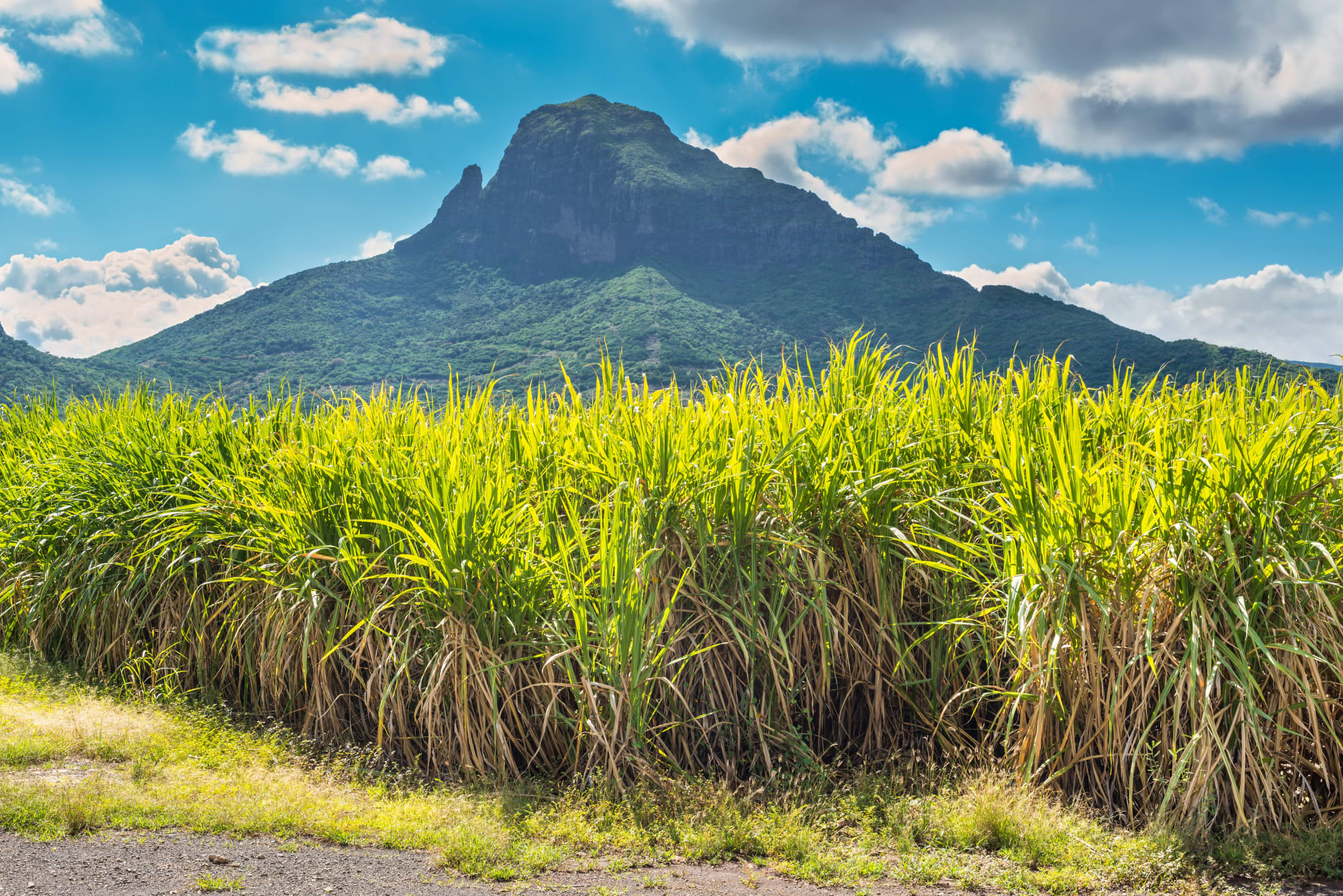 Mauritius entdecken ab Süd | Südwesten: Mauritius Zuckerrohr